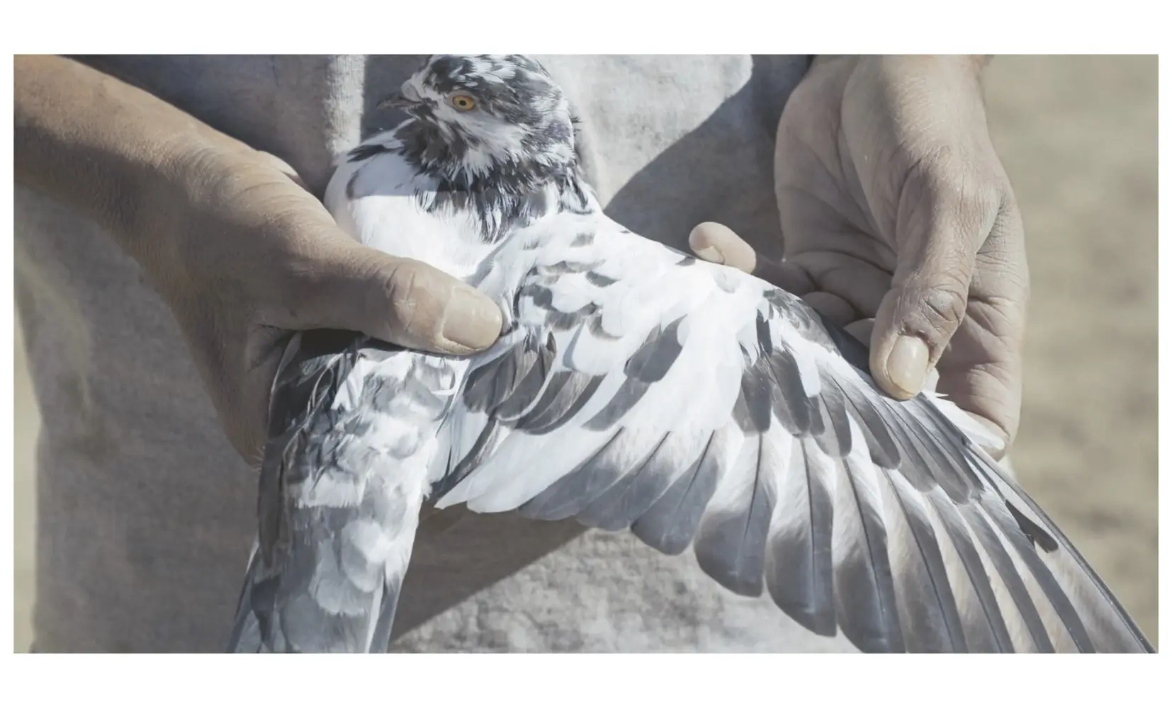 Bild: 9783954764631 | Every word was once an animal | (Deutsch/Englisch) | Yalda Afsah