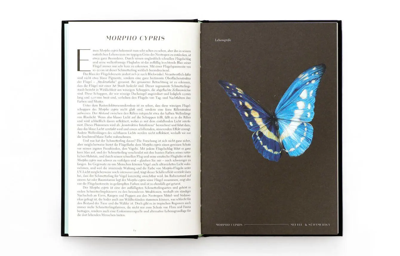 Bild: 9783962444631 | Wunderwelt der Insekten | Ross Piper | Buch | 192 S. | Deutsch | 2025