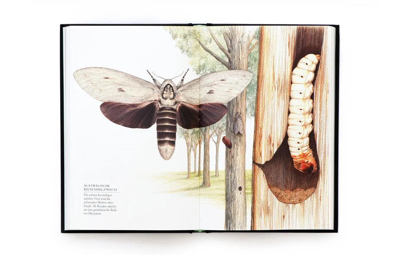 Bild: 9783962444631 | Wunderwelt der Insekten | Ross Piper | Buch | 192 S. | Deutsch | 2025