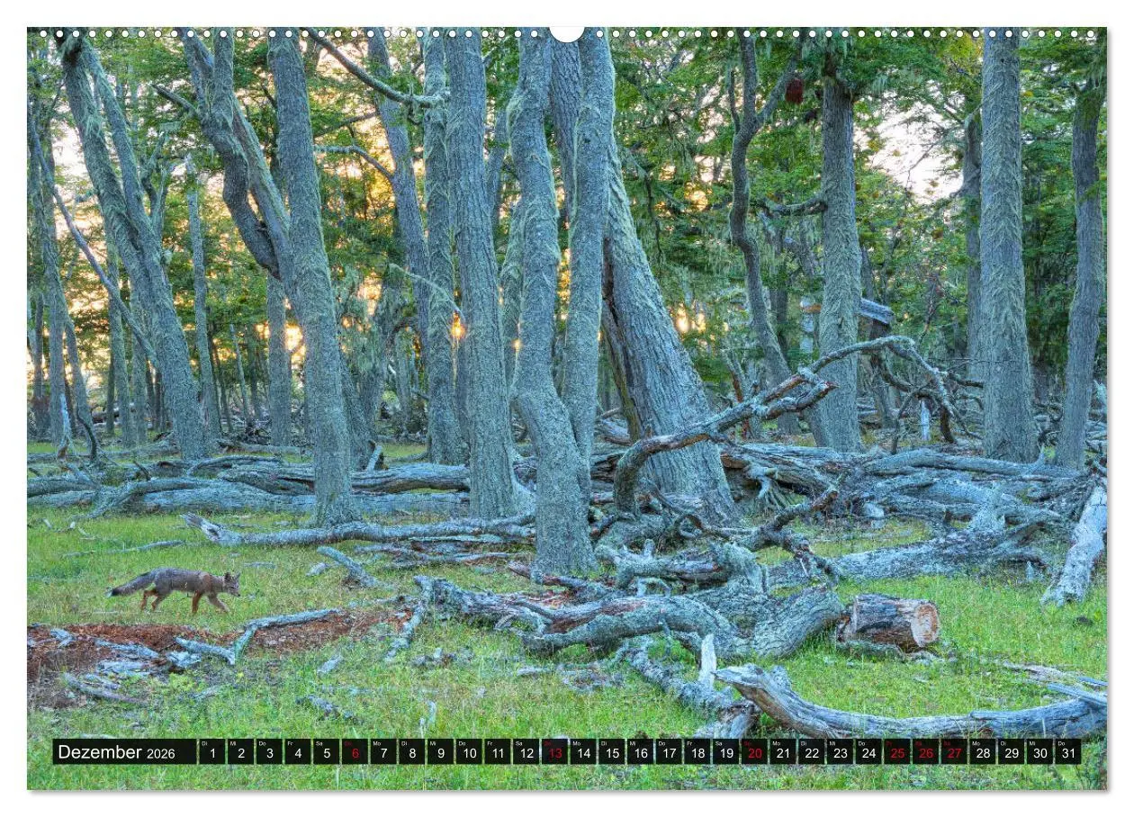 Bild: 9783457774731 | Patagonien und Feuerland (Wandkalender 2026 DIN A2 quer), CALVENDO...