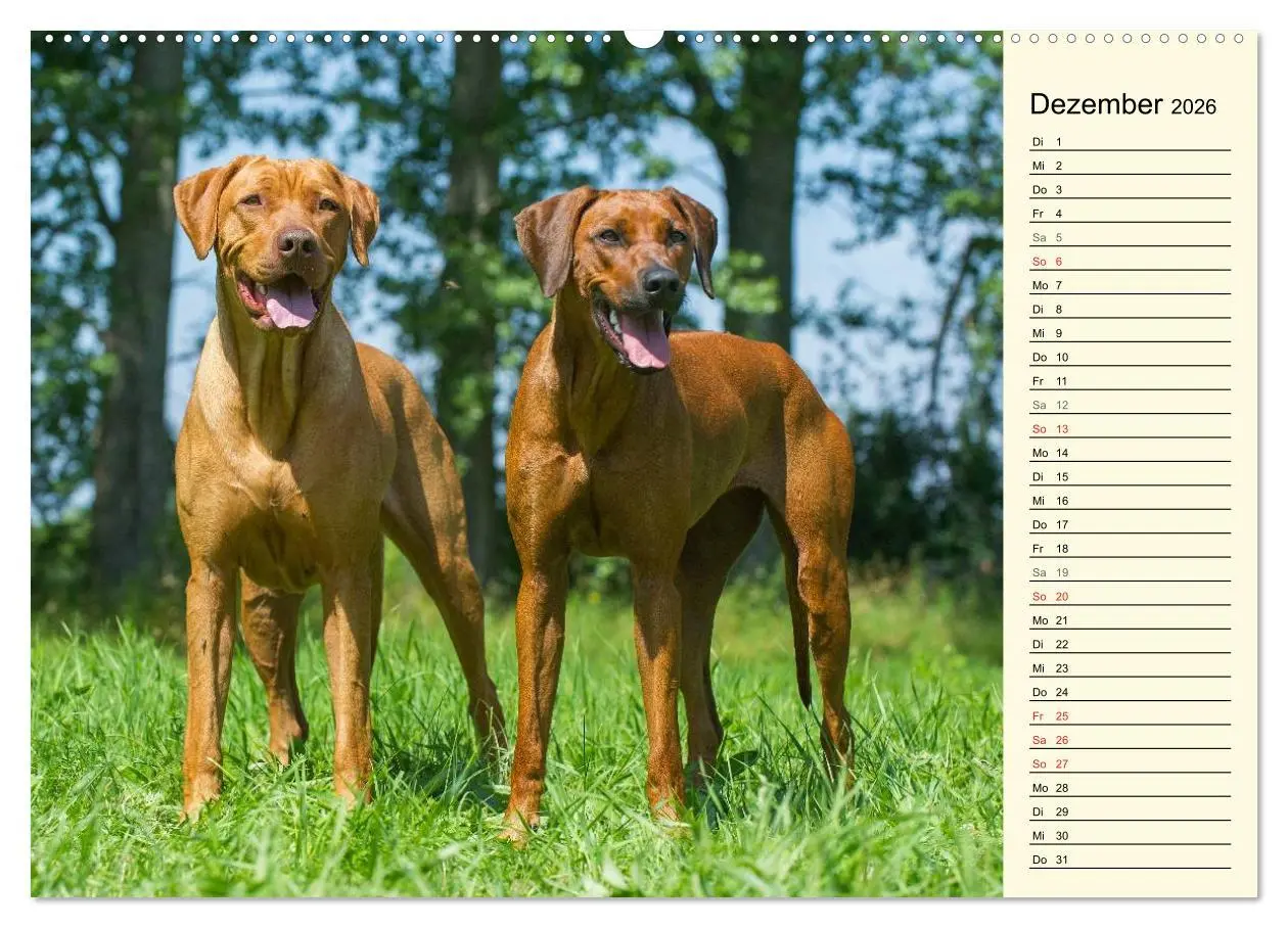Bild: 9783516004731 | Rhodesian Ridgeback 2026 (Wandkalender 2026 DIN A2 quer), CALVENDO...