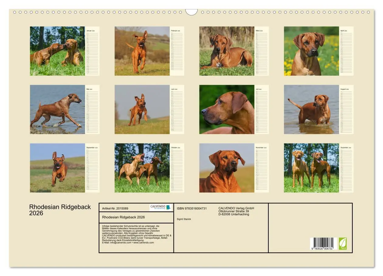 Bild: 9783516004731 | Rhodesian Ridgeback 2026 (Wandkalender 2026 DIN A2 quer), CALVENDO...