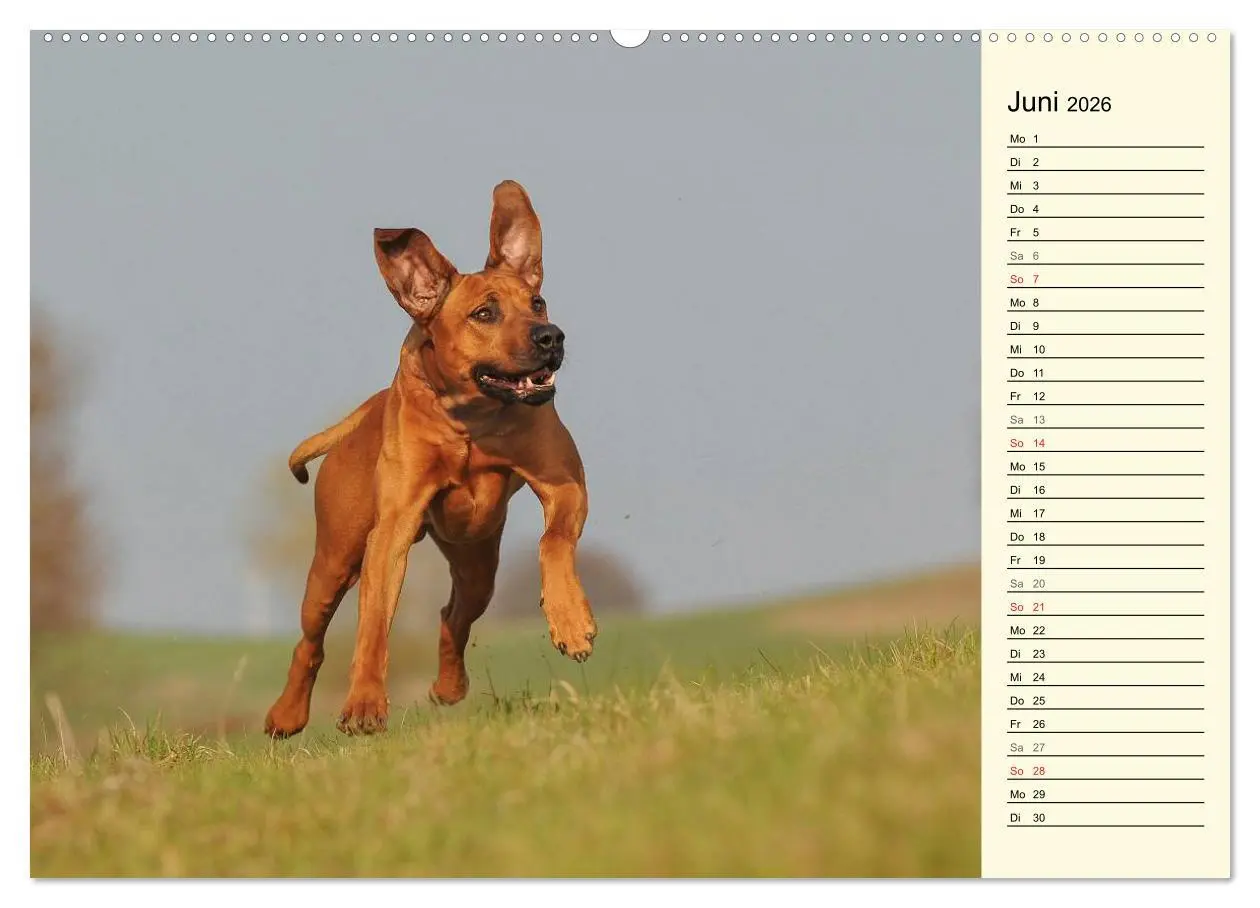 Bild: 9783516004731 | Rhodesian Ridgeback 2026 (Wandkalender 2026 DIN A2 quer), CALVENDO...