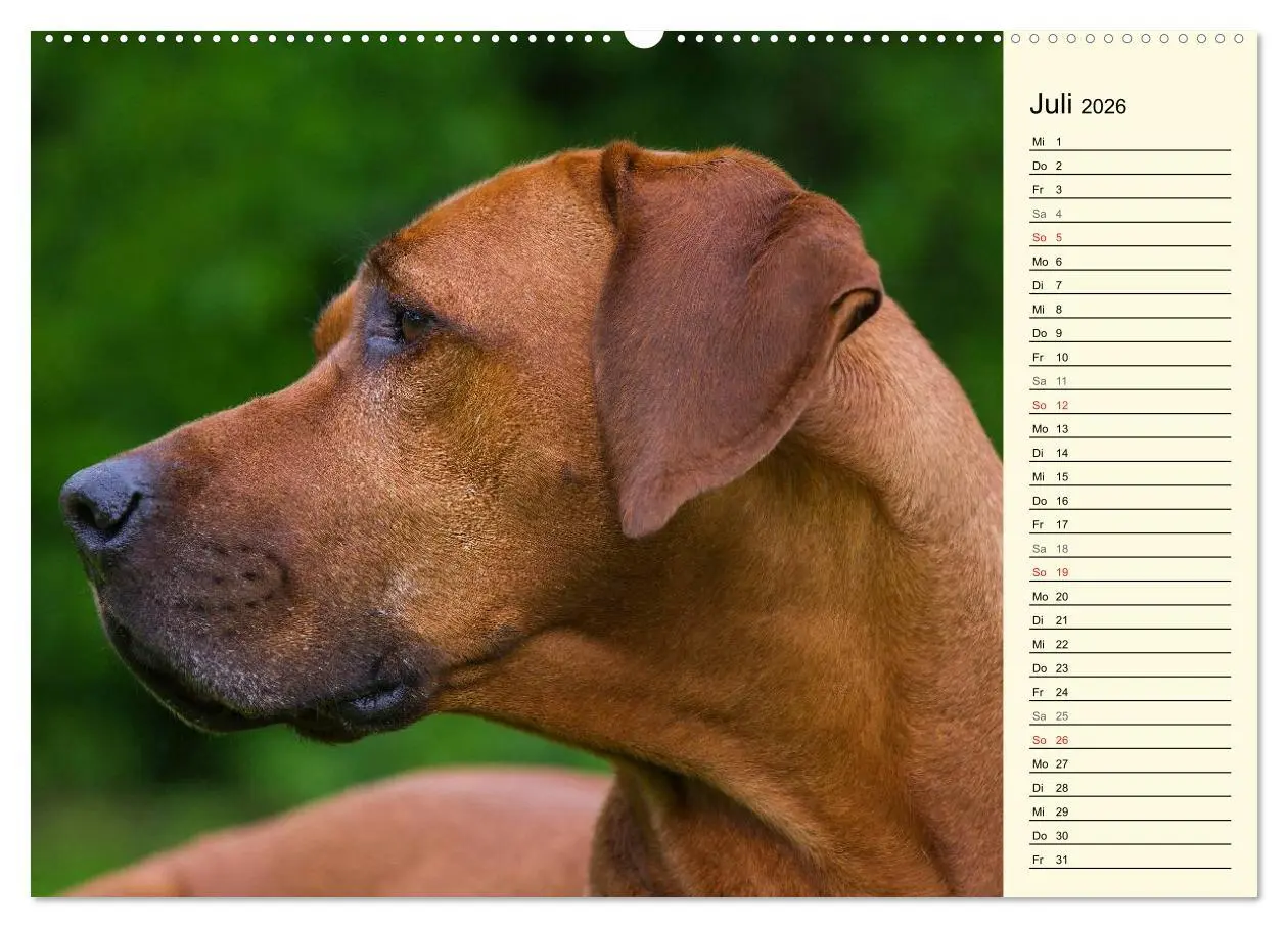 Bild: 9783516004731 | Rhodesian Ridgeback 2026 (Wandkalender 2026 DIN A2 quer), CALVENDO...