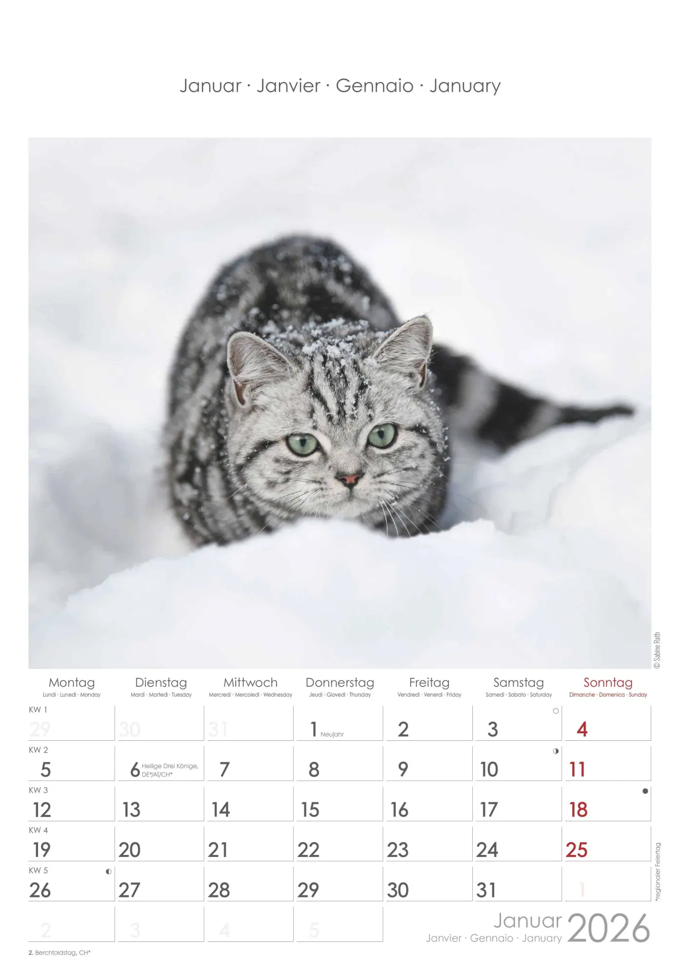 Bild: 4069095004931 | Katzen 2026 - Bildkalender 23,7x34 cm - Kalender mit Platz für...