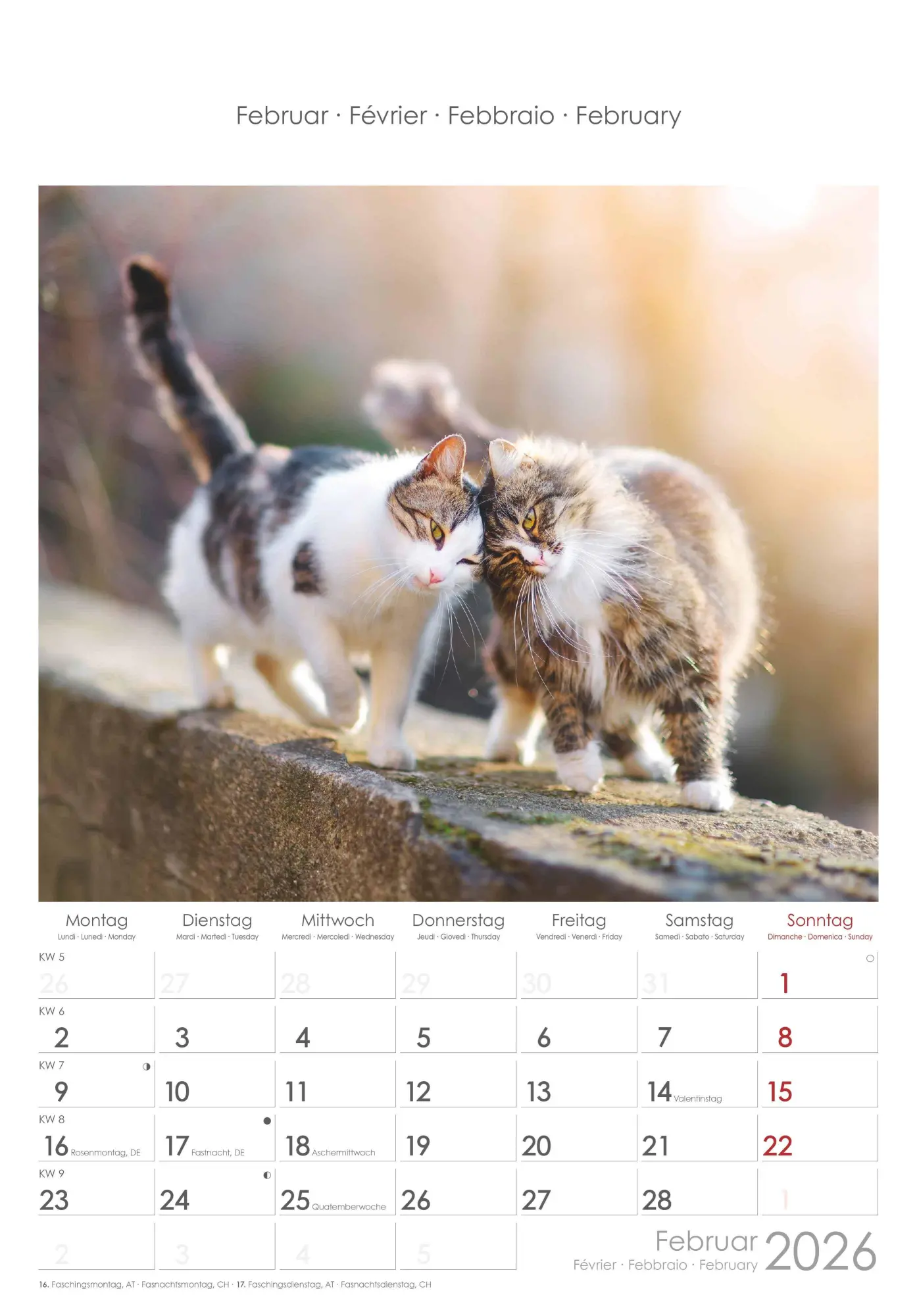 Bild: 4069095004931 | Katzen 2026 - Bildkalender 23,7x34 cm - Kalender mit Platz für...