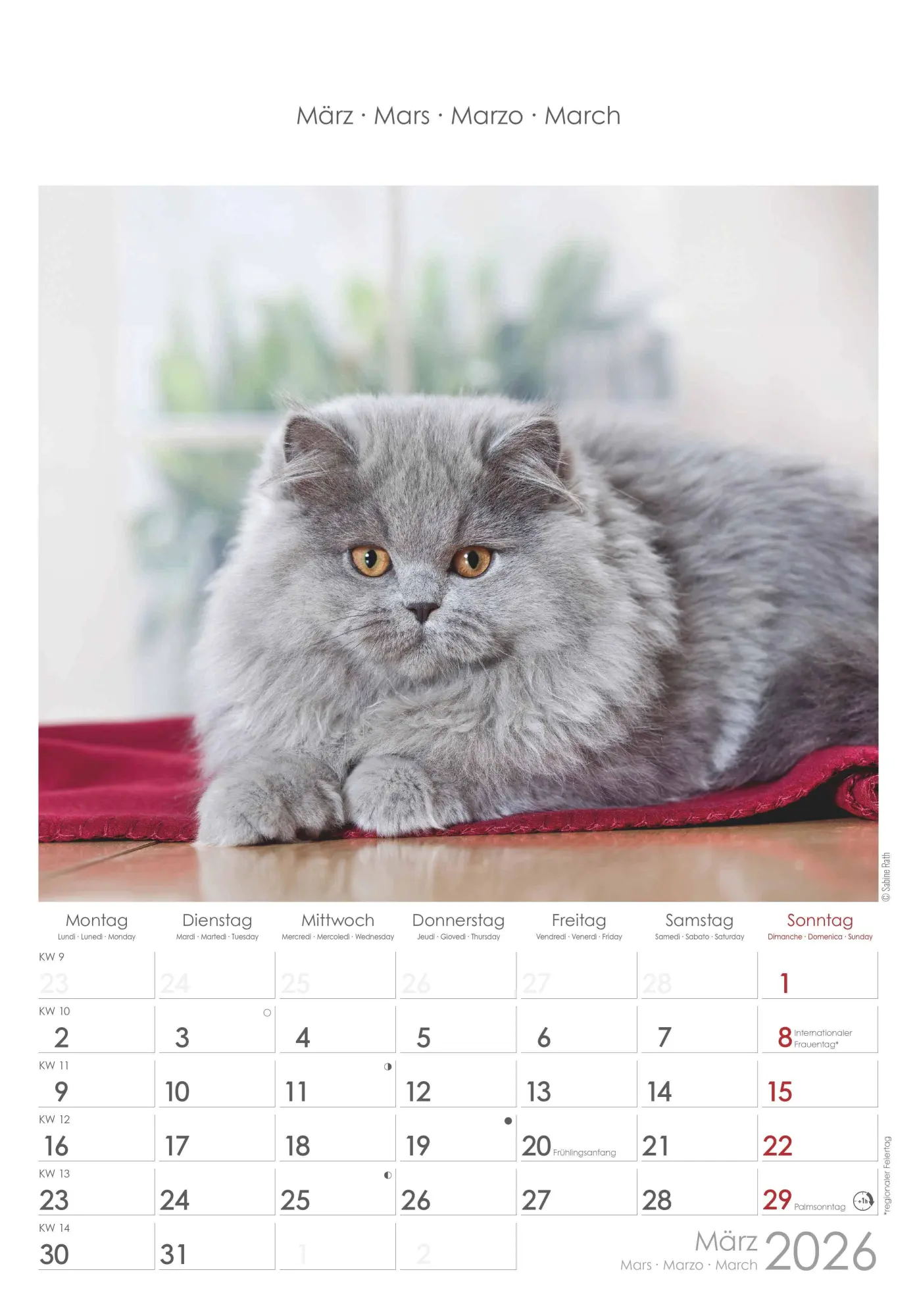 Bild: 4069095004931 | Katzen 2026 - Bildkalender 23,7x34 cm - Kalender mit Platz für...