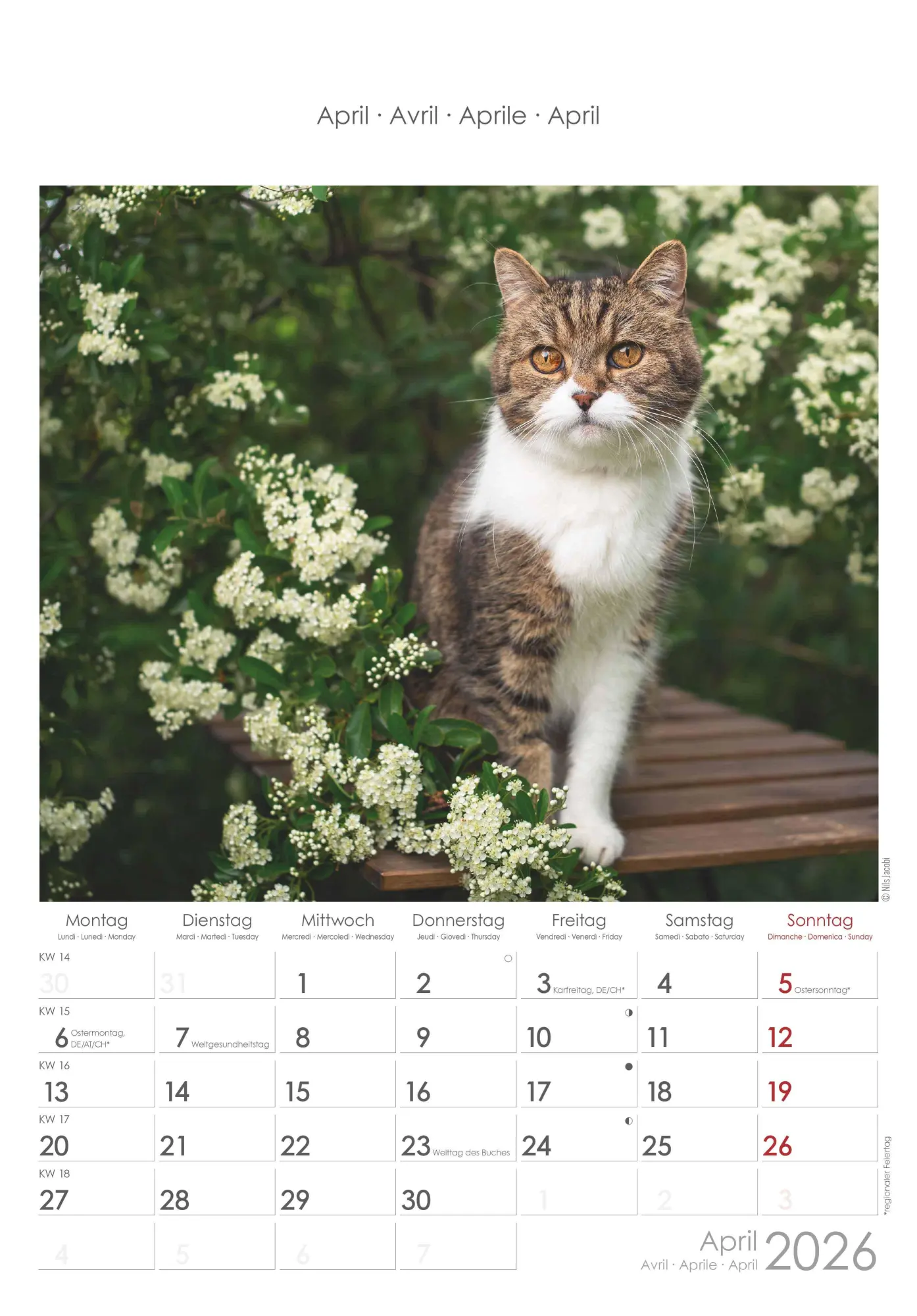 Bild: 4069095004931 | Katzen 2026 - Bildkalender 23,7x34 cm - Kalender mit Platz für...