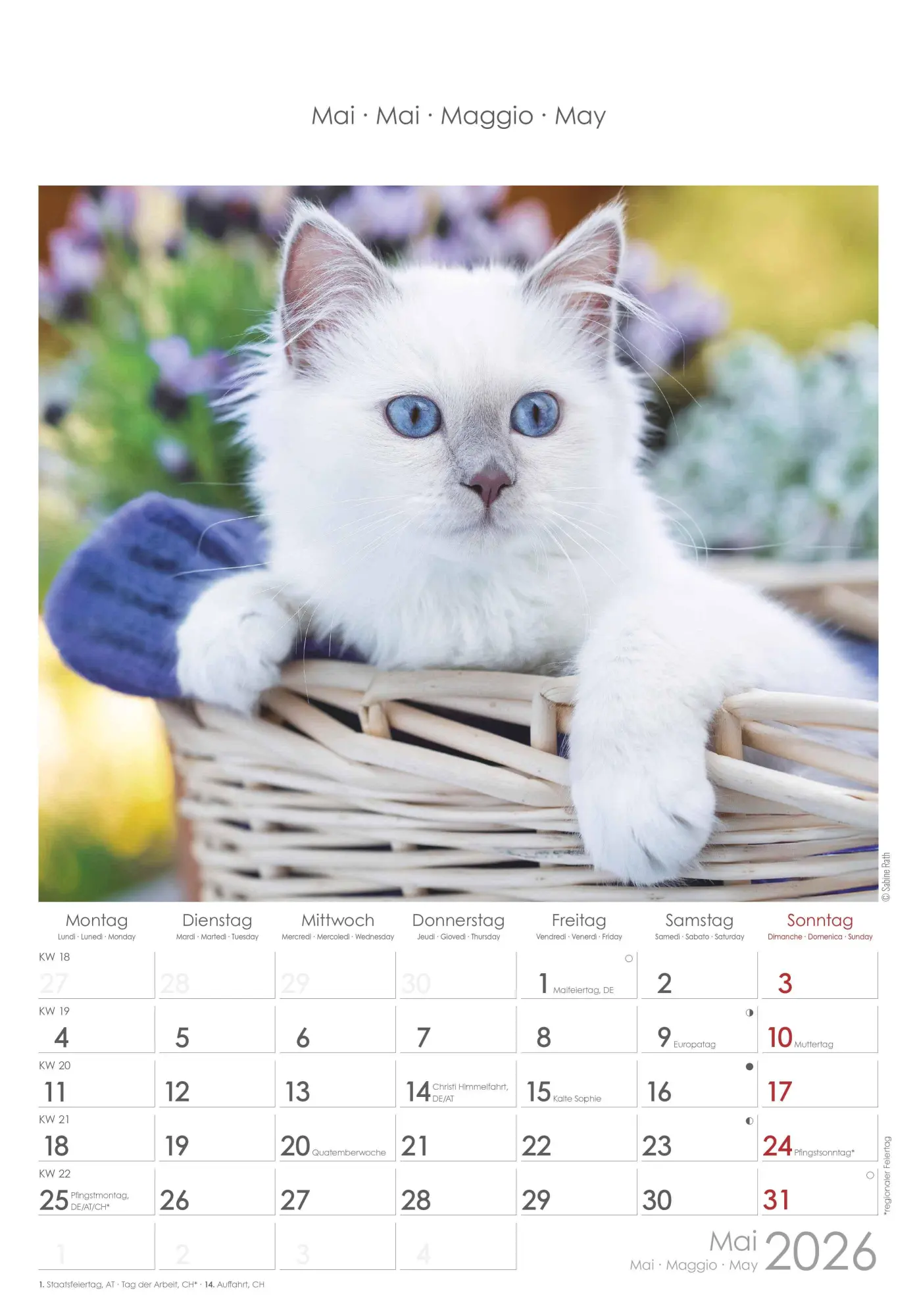 Bild: 4069095004931 | Katzen 2026 - Bildkalender 23,7x34 cm - Kalender mit Platz für...