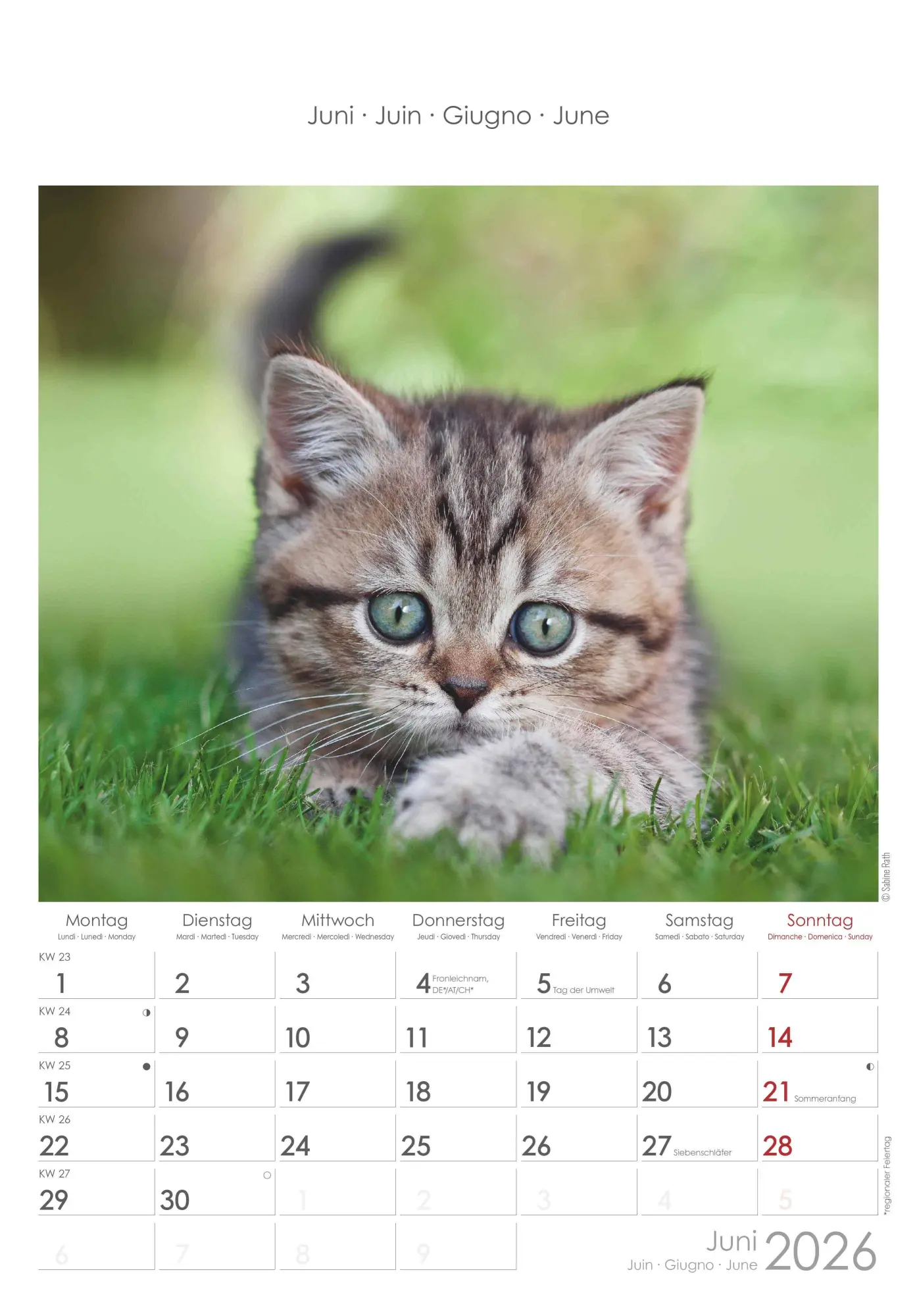 Bild: 4069095004931 | Katzen 2026 - Bildkalender 23,7x34 cm - Kalender mit Platz für...