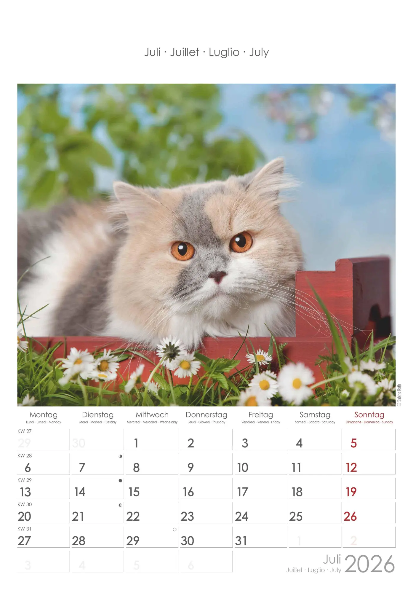 Bild: 4069095004931 | Katzen 2026 - Bildkalender 23,7x34 cm - Kalender mit Platz für...