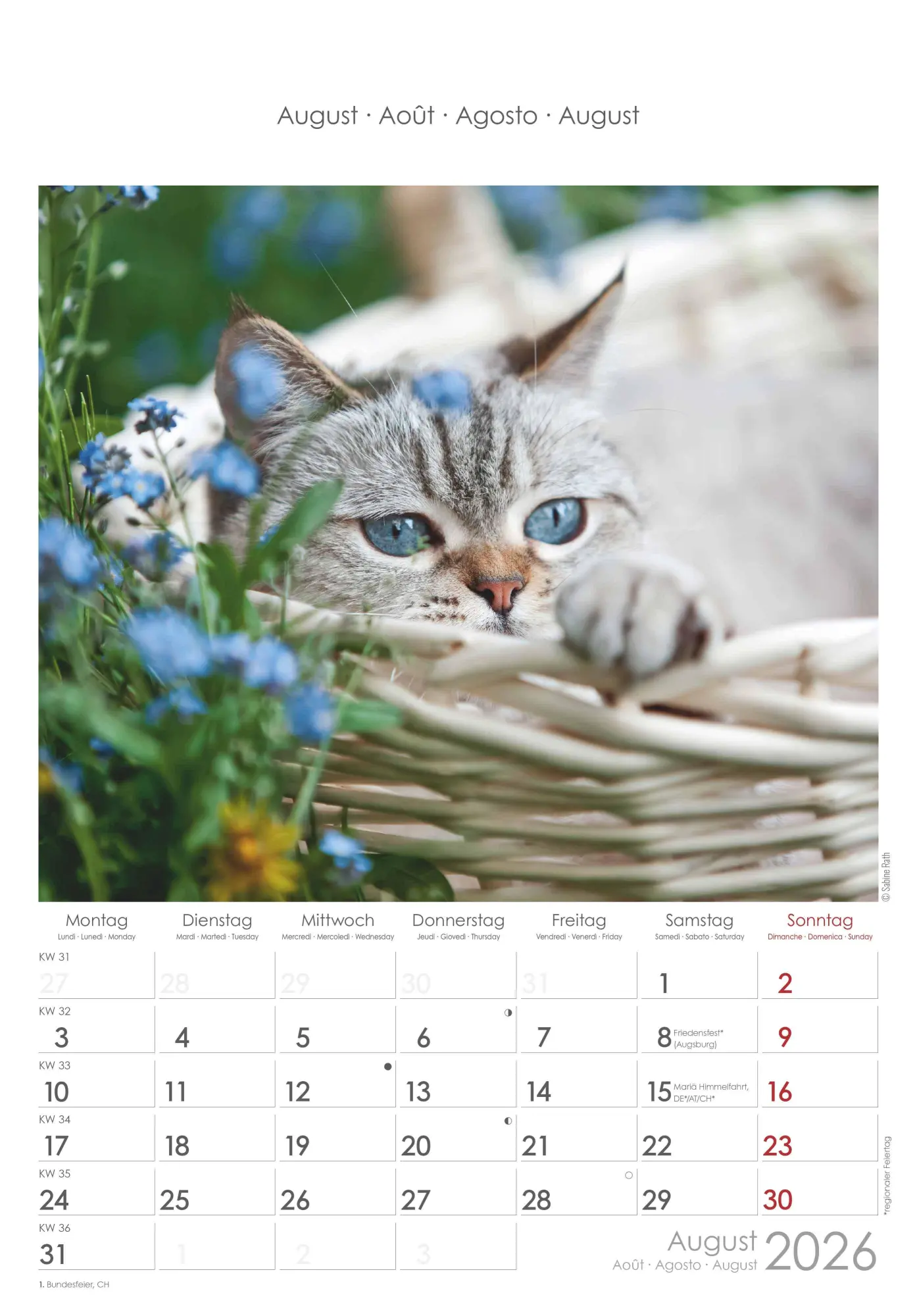 Bild: 4069095004931 | Katzen 2026 - Bildkalender 23,7x34 cm - Kalender mit Platz für...
