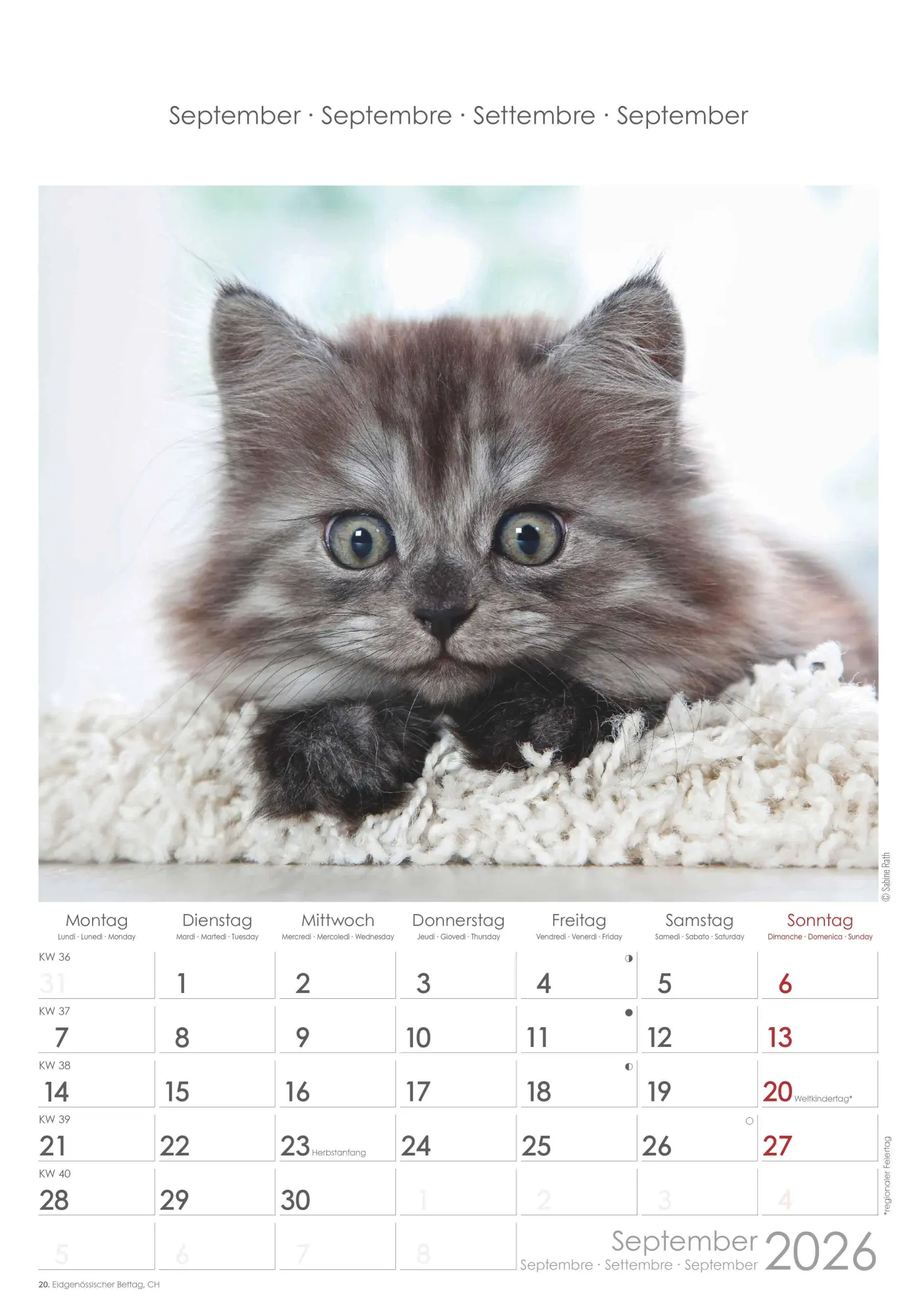 Bild: 4069095004931 | Katzen 2026 - Bildkalender 23,7x34 cm - Kalender mit Platz für...