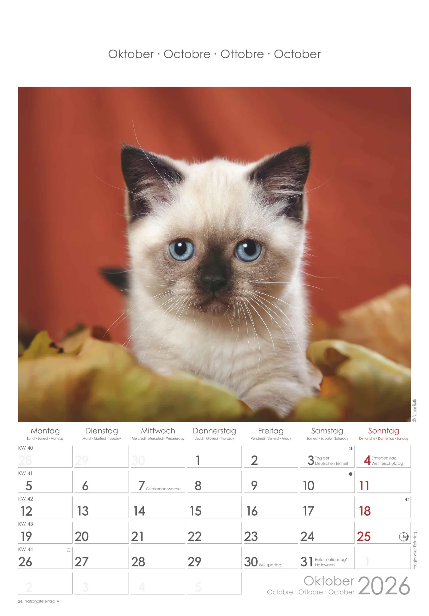 Bild: 4069095004931 | Katzen 2026 - Bildkalender 23,7x34 cm - Kalender mit Platz für...