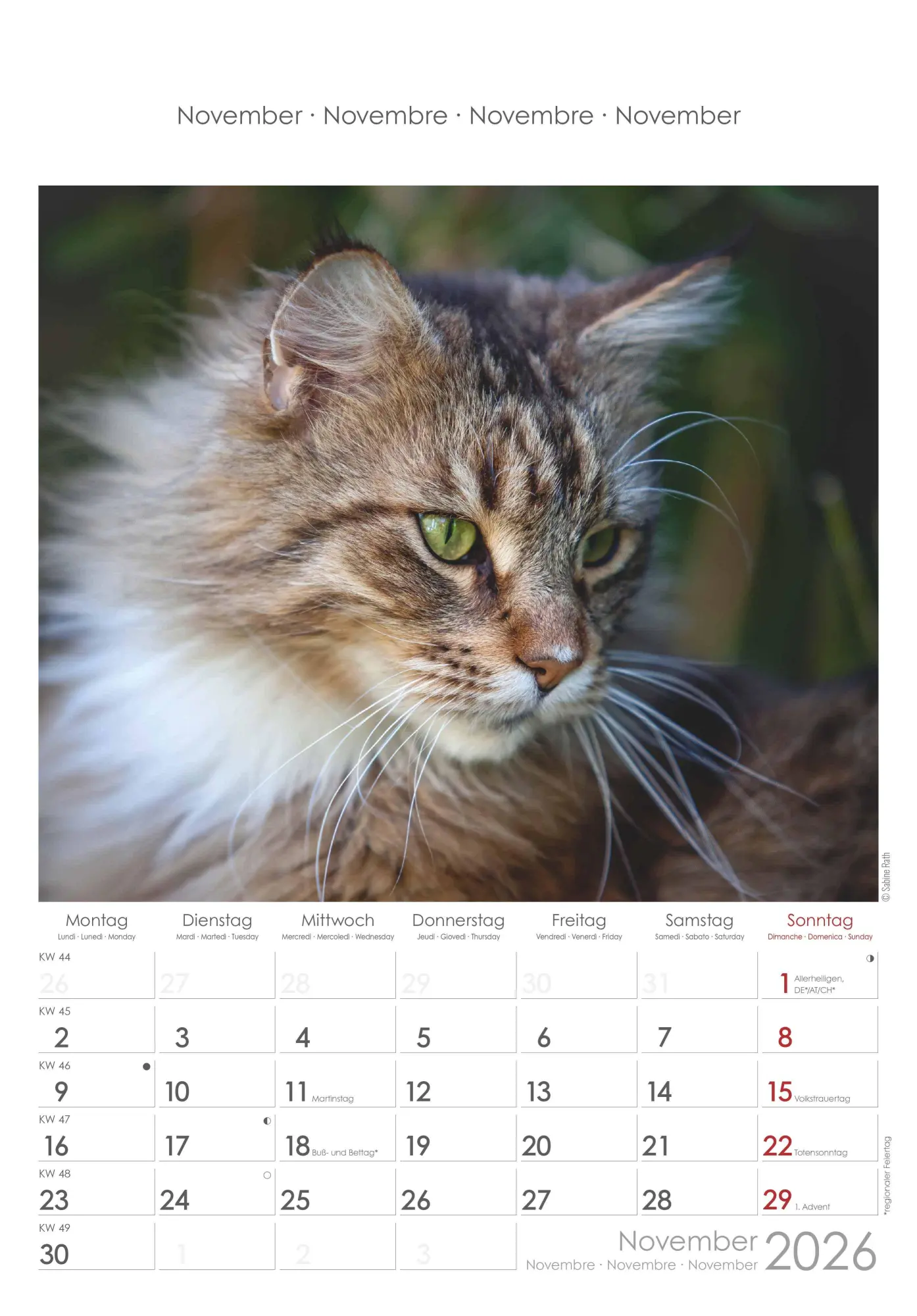 Bild: 4069095004931 | Katzen 2026 - Bildkalender 23,7x34 cm - Kalender mit Platz für...