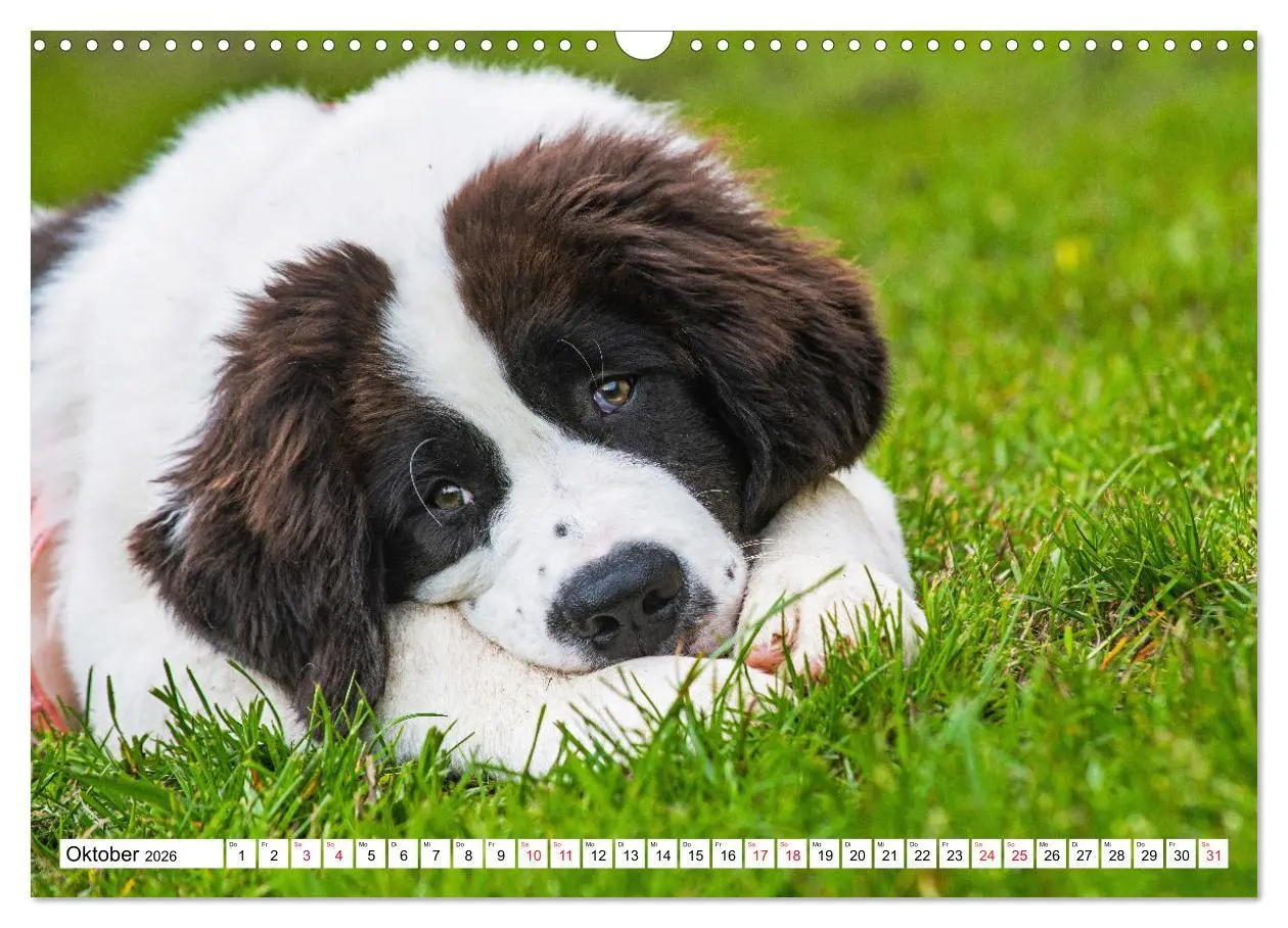 Bild: 9783457514931 | Traumhund Landseer (Wandkalender 2026 DIN A3 quer), CALVENDO...