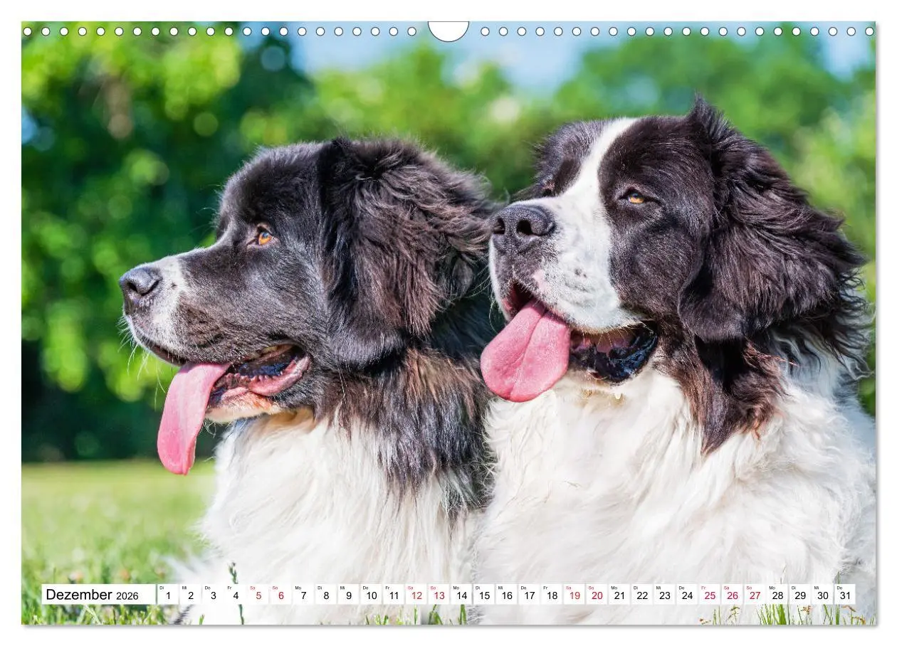 Bild: 9783457514931 | Traumhund Landseer (Wandkalender 2026 DIN A3 quer), CALVENDO...