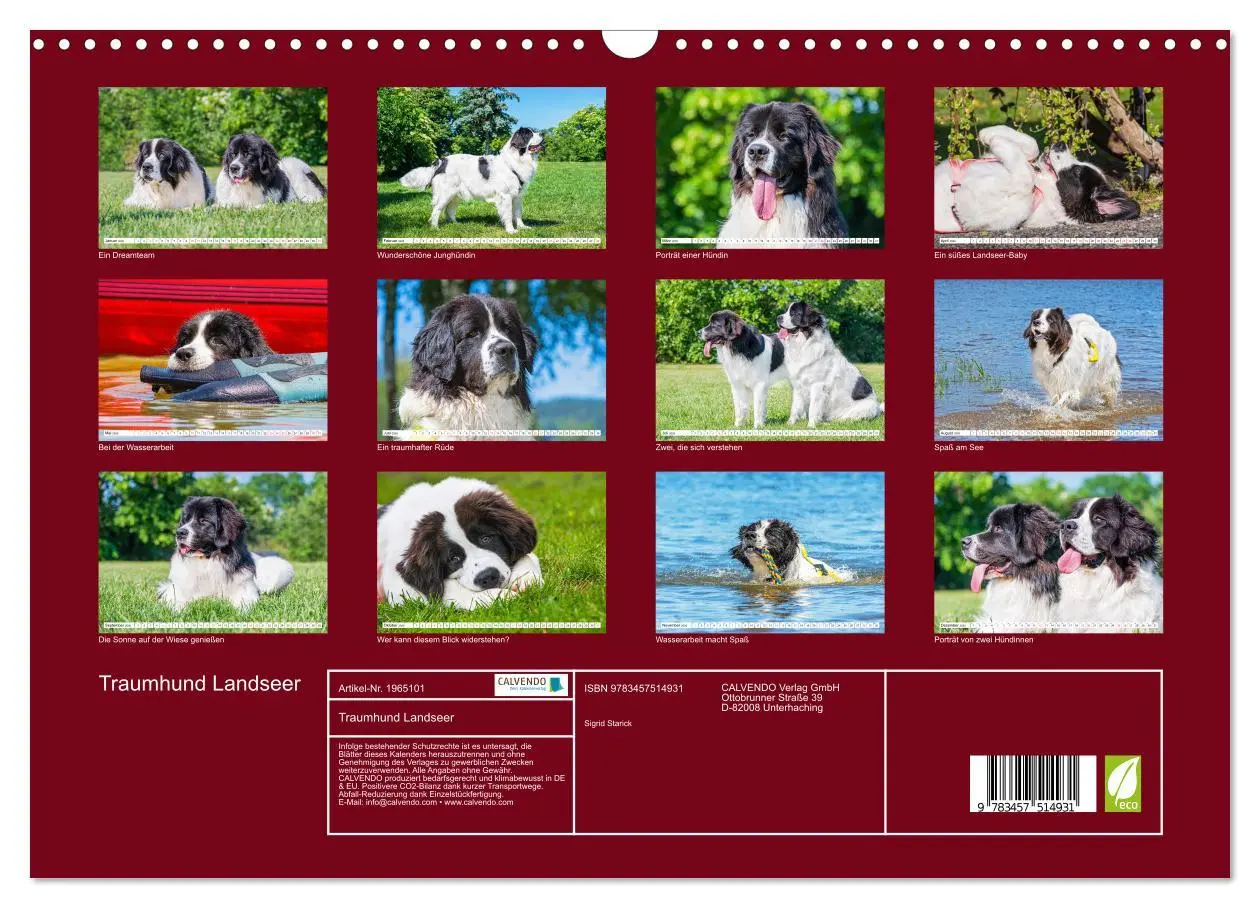 Bild: 9783457514931 | Traumhund Landseer (Wandkalender 2026 DIN A3 quer), CALVENDO...