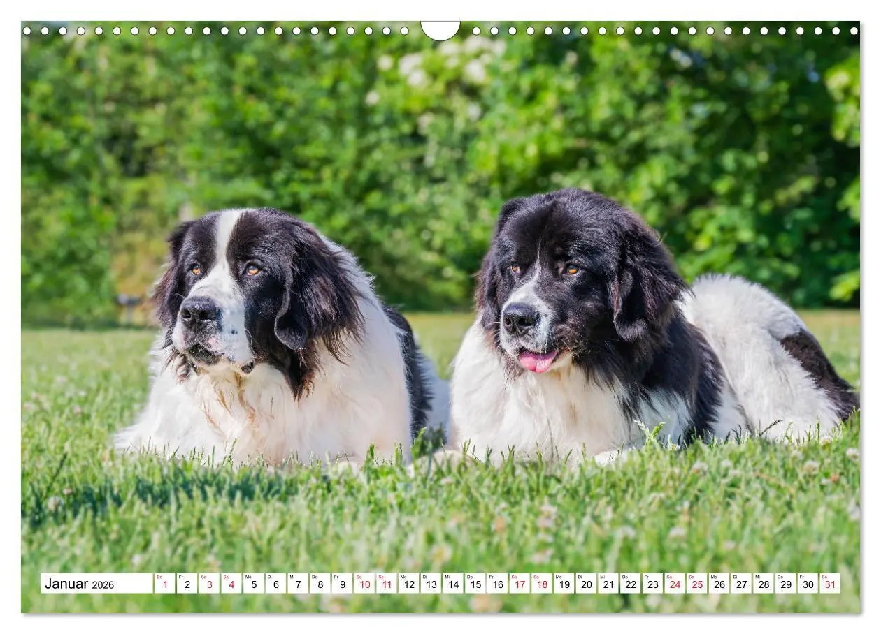 Bild: 9783457514931 | Traumhund Landseer (Wandkalender 2026 DIN A3 quer), CALVENDO...