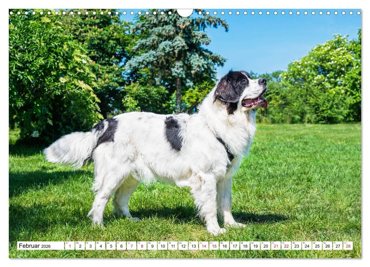Bild: 9783457514931 | Traumhund Landseer (Wandkalender 2026 DIN A3 quer), CALVENDO...