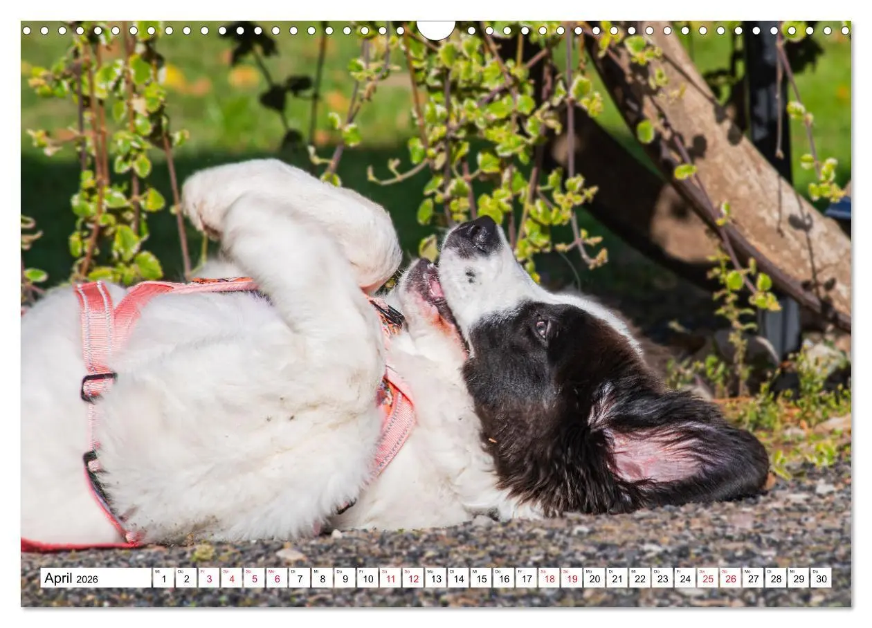 Bild: 9783457514931 | Traumhund Landseer (Wandkalender 2026 DIN A3 quer), CALVENDO...