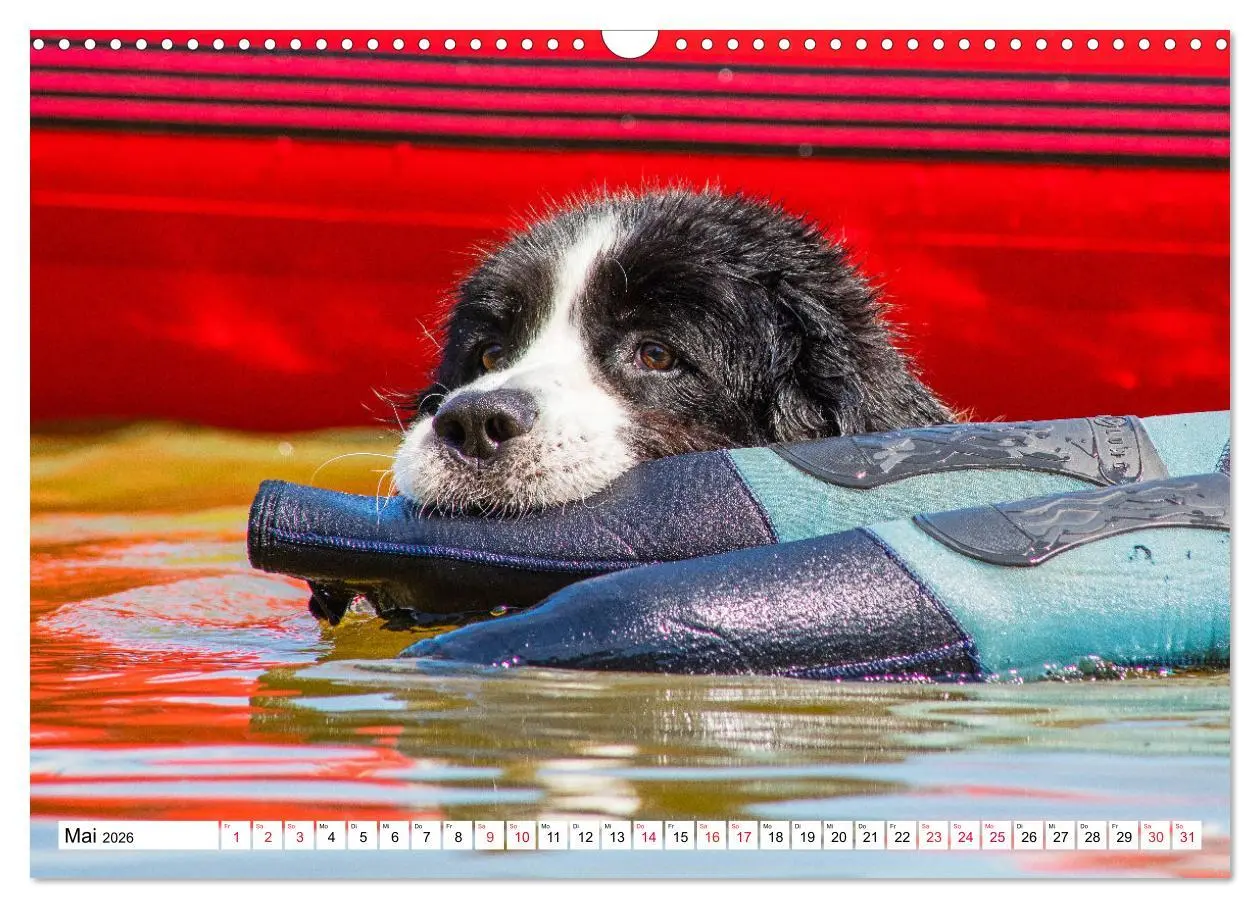 Bild: 9783457514931 | Traumhund Landseer (Wandkalender 2026 DIN A3 quer), CALVENDO...