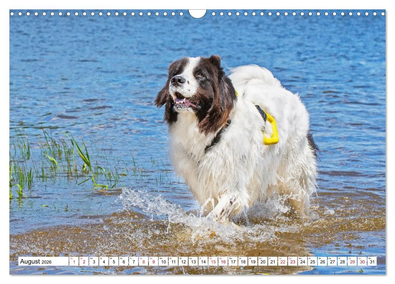 Bild: 9783457514931 | Traumhund Landseer (Wandkalender 2026 DIN A3 quer), CALVENDO...