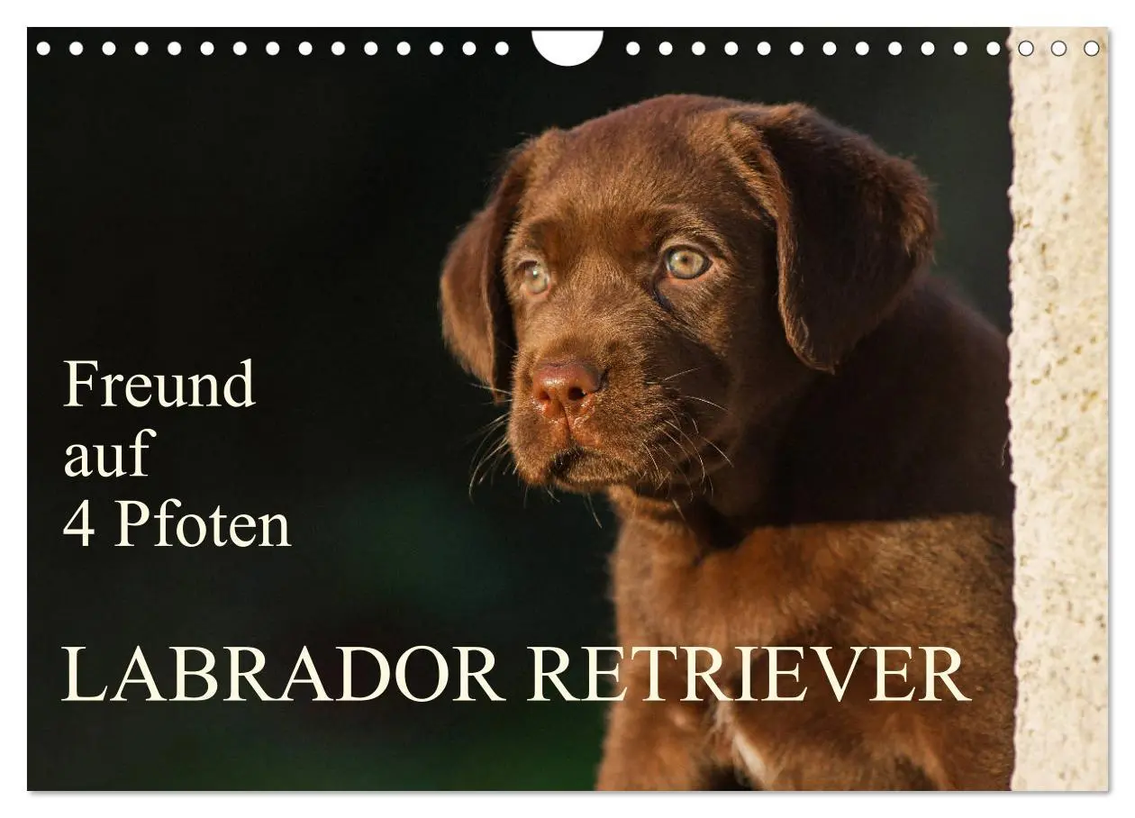 Cover: 9783457824931 | Freund auf 4 Pfoten - Labrador Retriever (Wandkalender 2026 DIN A4...