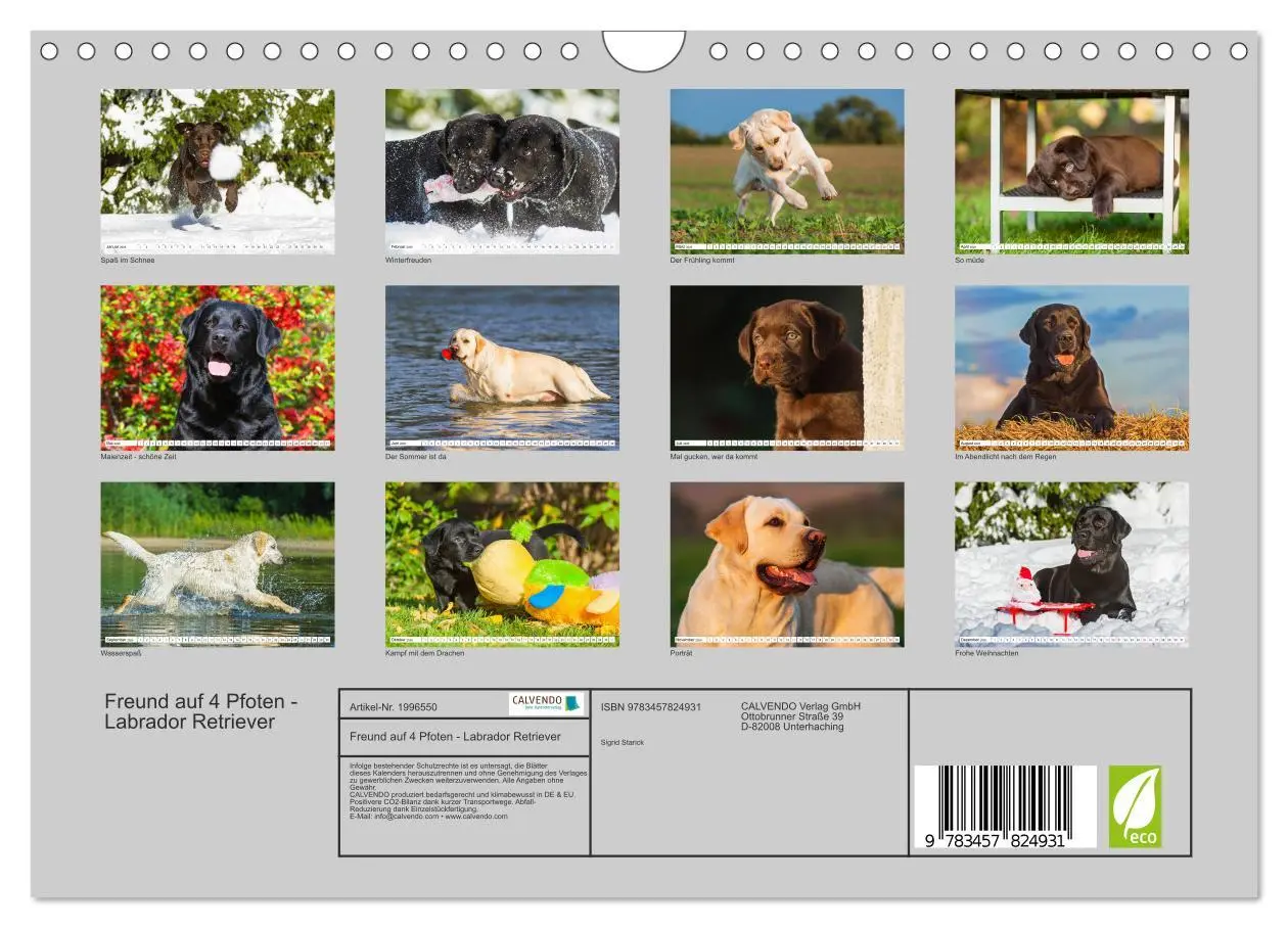 Bild: 9783457824931 | Freund auf 4 Pfoten - Labrador Retriever (Wandkalender 2026 DIN A4...
