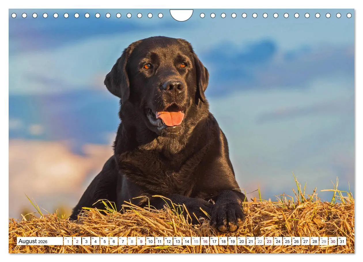 Bild: 9783457824931 | Freund auf 4 Pfoten - Labrador Retriever (Wandkalender 2026 DIN A4...
