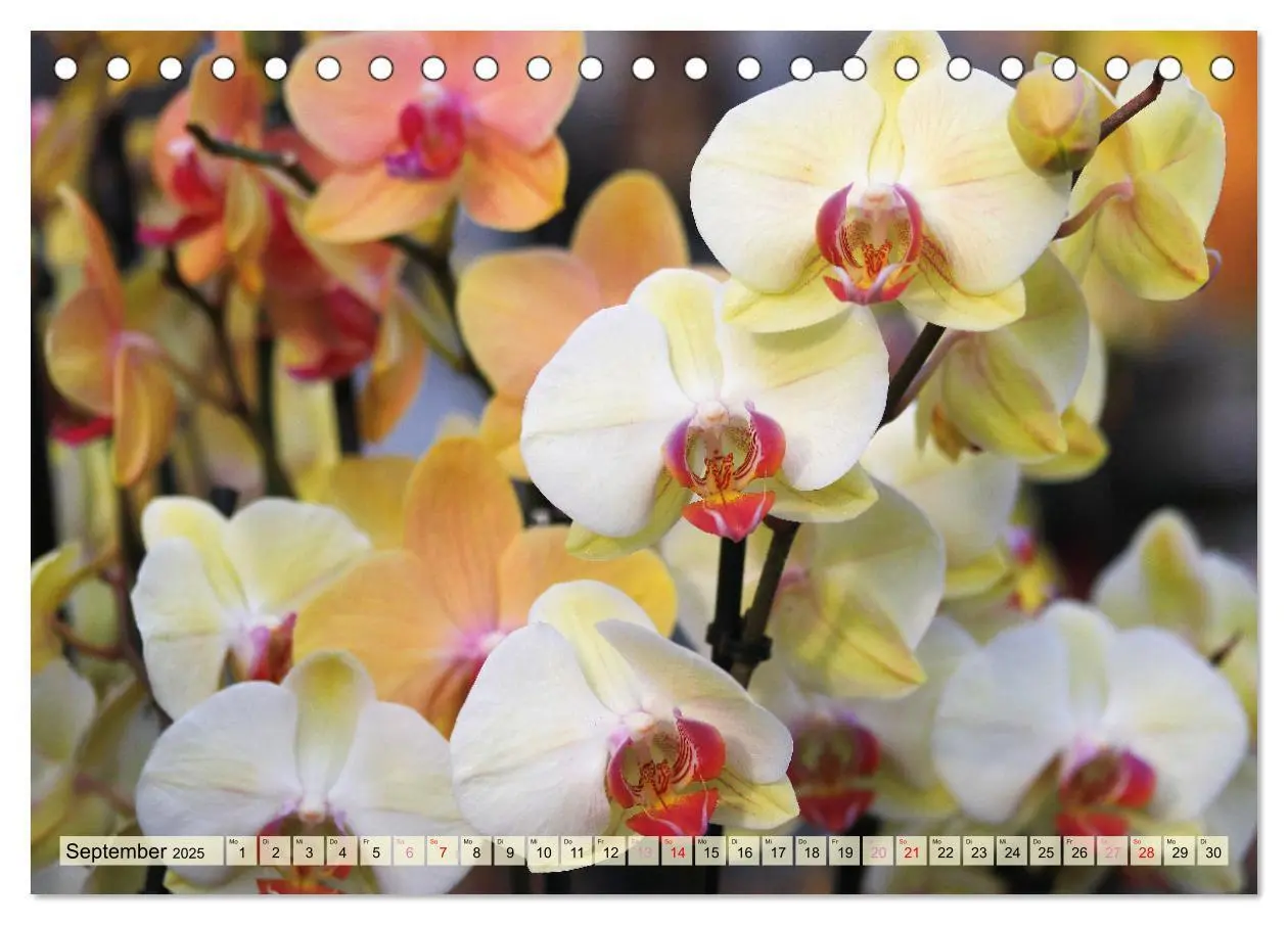 Bild: 9783383765131 | Beliebte Orchideen (Tischkalender 2025 DIN A5 quer), CALVENDO...