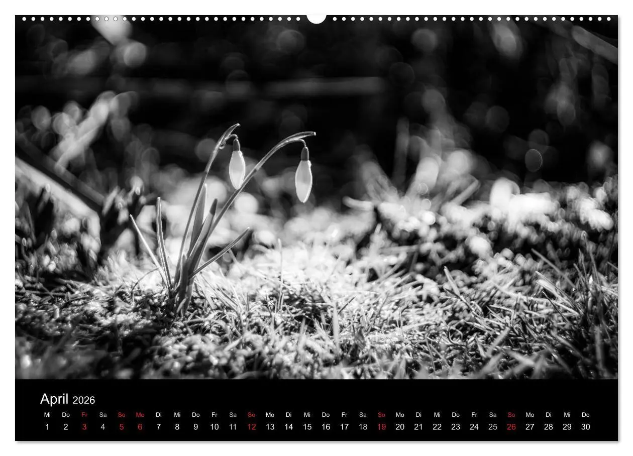 Bild: 9783516025231 | Monochrom 2026 (Wandkalender 2026 DIN A2 quer), CALVENDO...