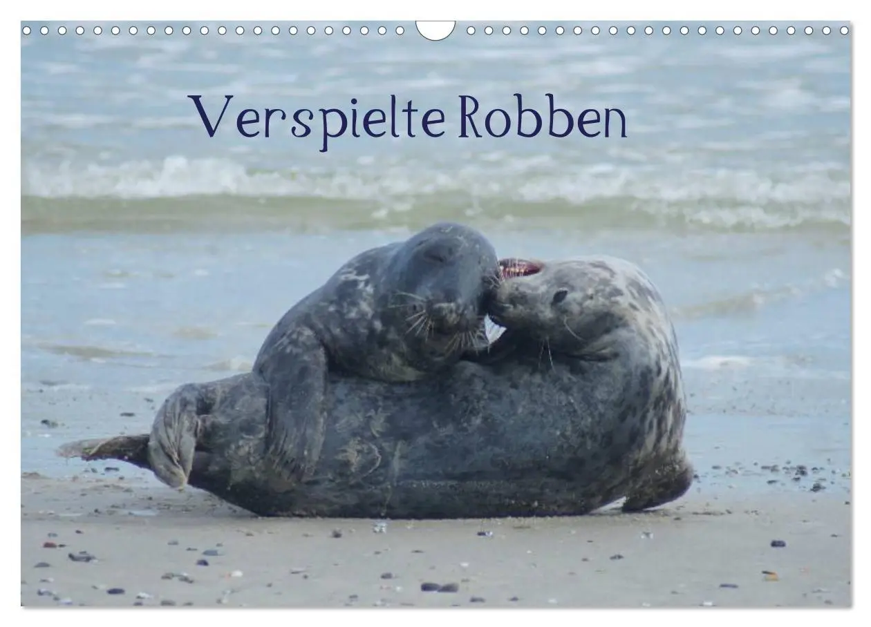 Cover: 9783516195231 | Verspielte Robben (Wandkalender 2026 DIN A3 quer), CALVENDO...