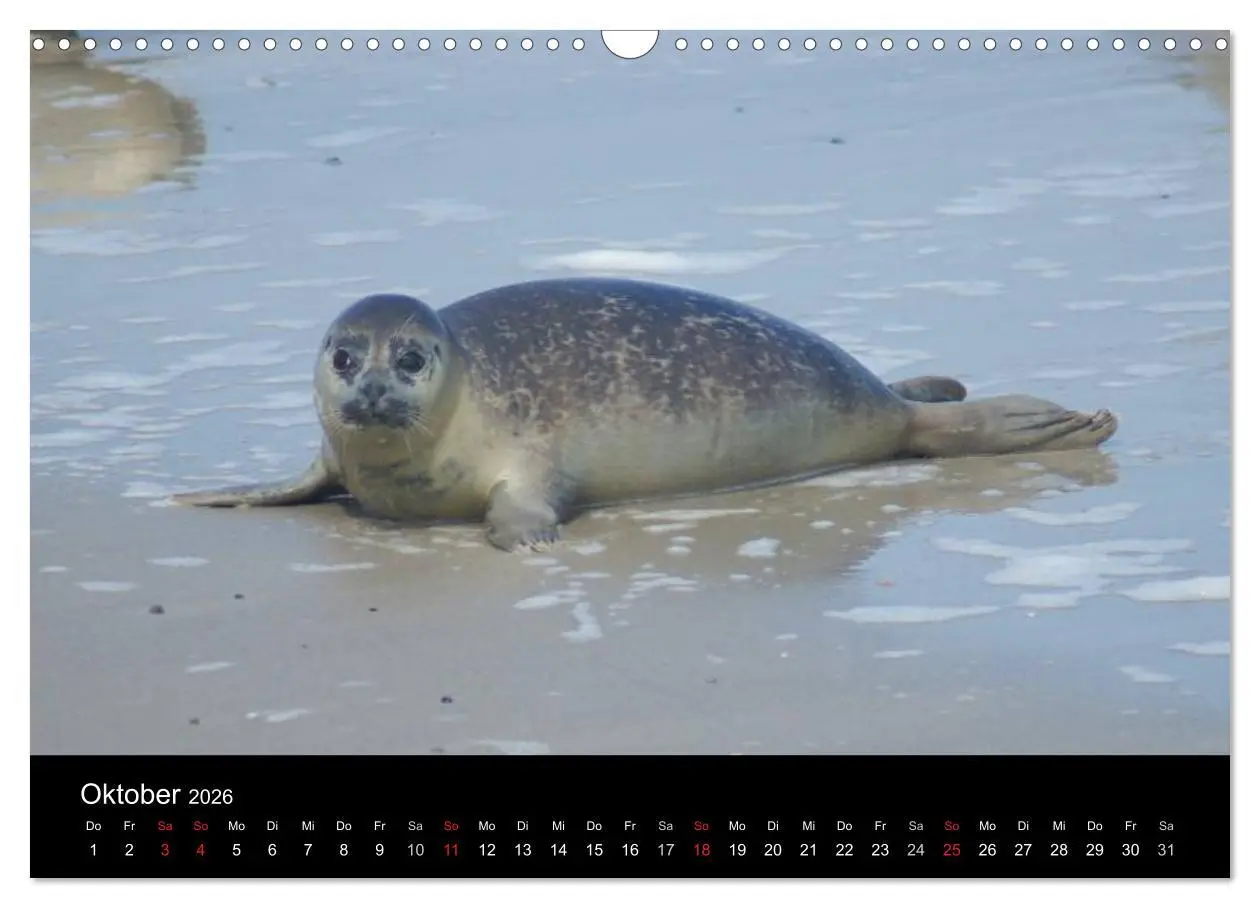 Bild: 9783516195231 | Verspielte Robben (Wandkalender 2026 DIN A3 quer), CALVENDO...