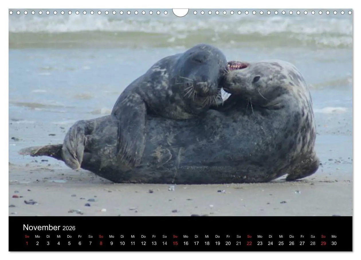 Bild: 9783516195231 | Verspielte Robben (Wandkalender 2026 DIN A3 quer), CALVENDO...