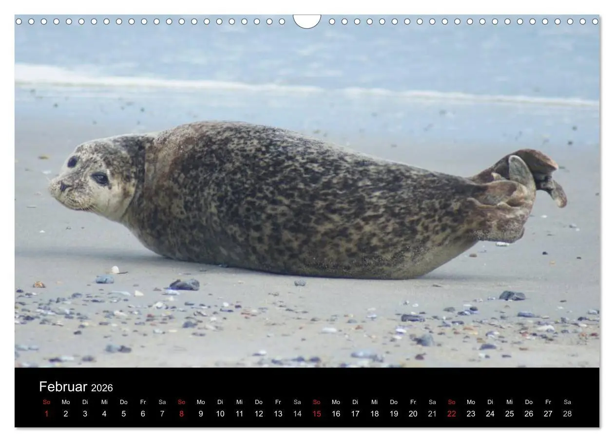 Bild: 9783516195231 | Verspielte Robben (Wandkalender 2026 DIN A3 quer), CALVENDO...
