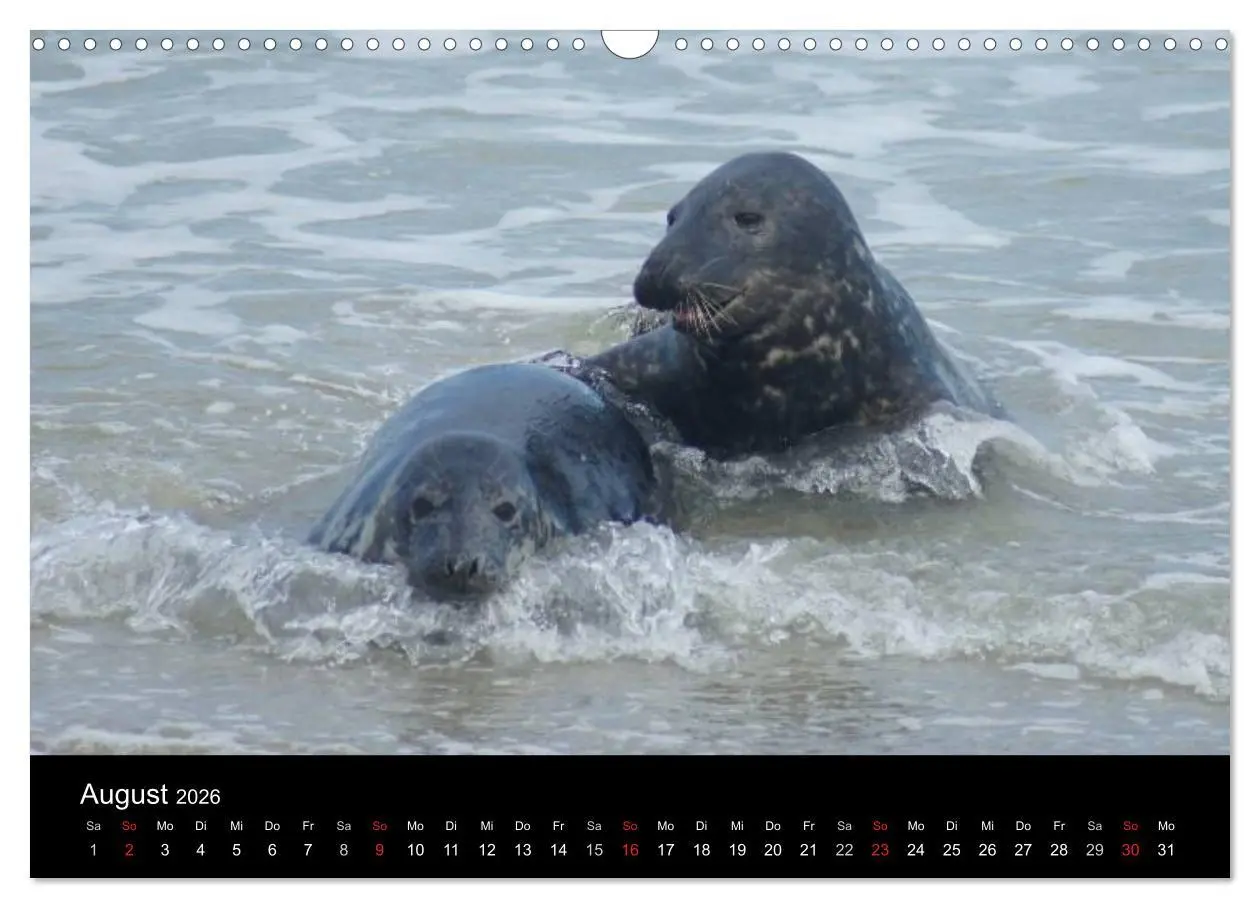 Bild: 9783516195231 | Verspielte Robben (Wandkalender 2026 DIN A3 quer), CALVENDO...