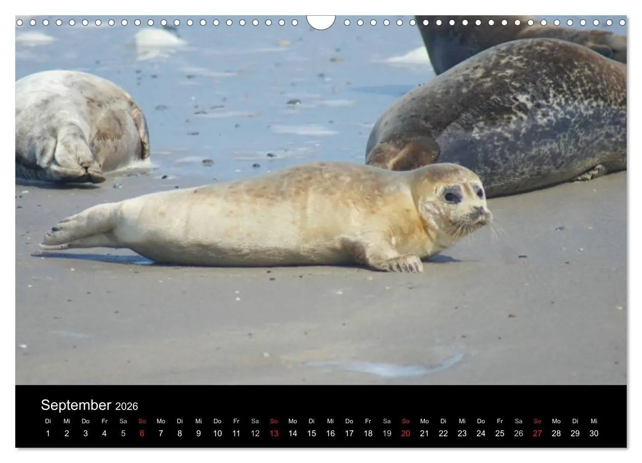 Bild: 9783516195231 | Verspielte Robben (Wandkalender 2026 DIN A3 quer), CALVENDO...