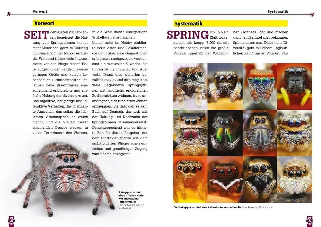 Bild: 9783866595231 | Springspinnen | Phidippus, Hyllus, Plexippus | Tim L. Heller (u. a.)