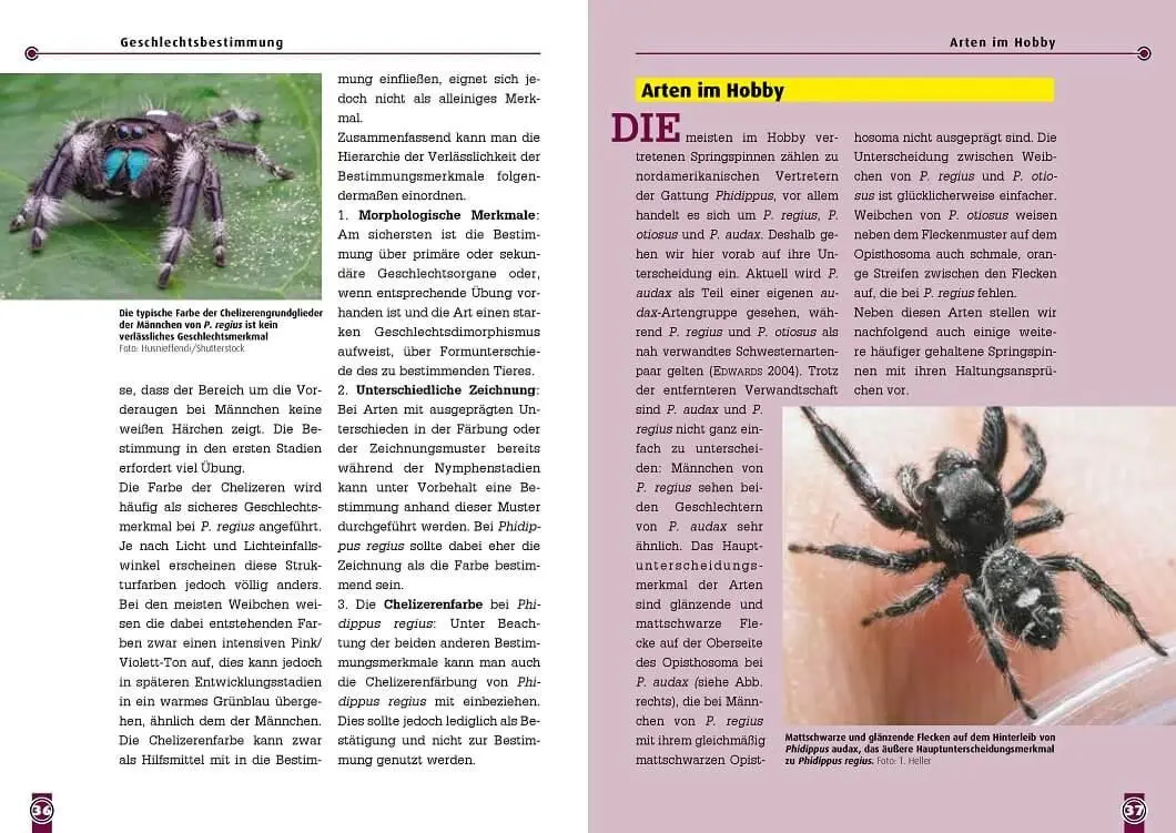 Bild: 9783866595231 | Springspinnen | Phidippus, Hyllus, Plexippus | Tim L. Heller (u. a.)
