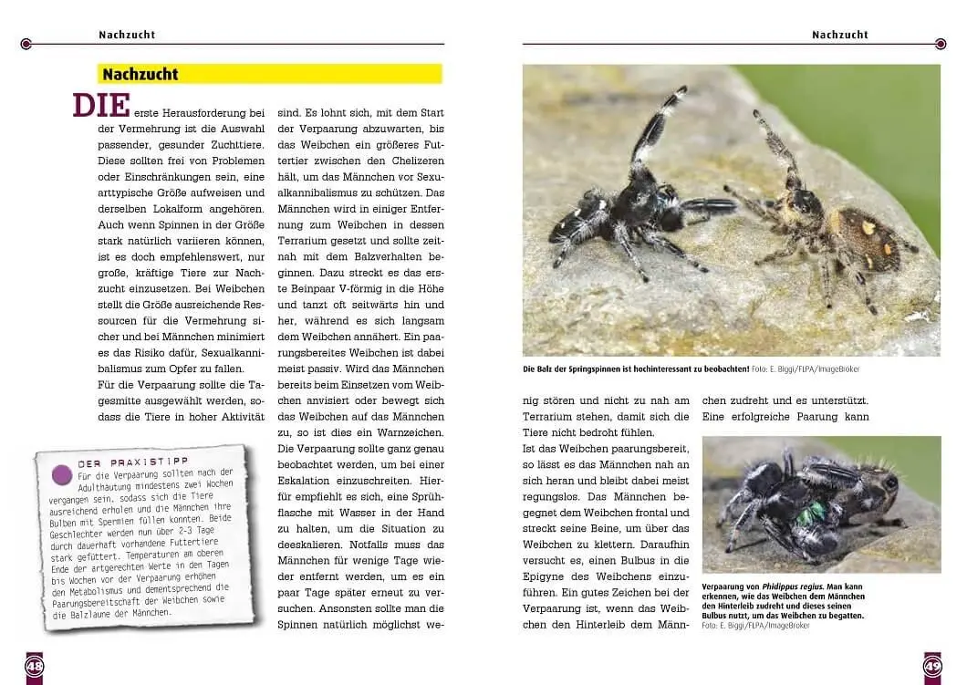 Bild: 9783866595231 | Springspinnen | Phidippus, Hyllus, Plexippus | Tim L. Heller (u. a.)