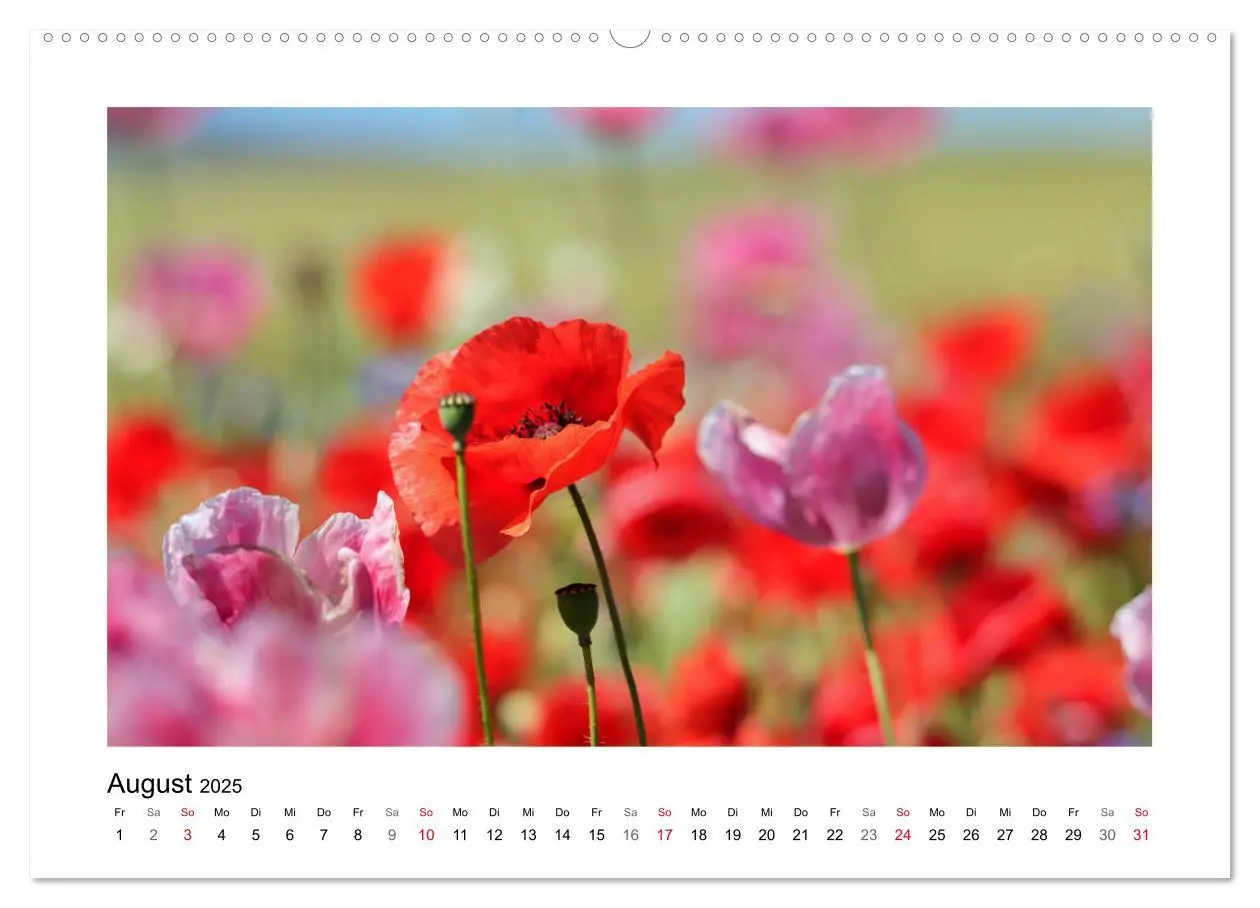 Bild: 9783435135431 | Mohn, zarte Blüten, starke Farben (Wandkalender 2025 DIN A2 quer),...