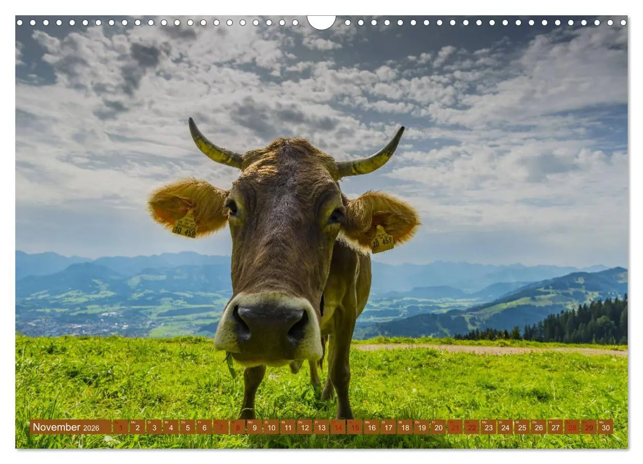 Bild: 9783457845431 | Allgäuer Schönheiten Allgäu - Land der Kühe (Wandkalender 2026 DIN...