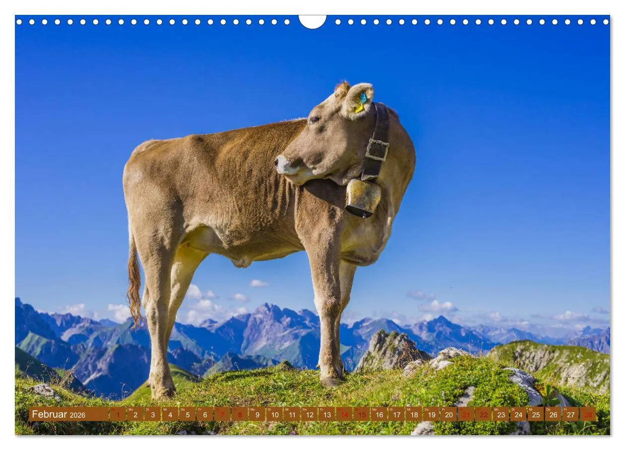 Bild: 9783457845431 | Allgäuer Schönheiten Allgäu - Land der Kühe (Wandkalender 2026 DIN...