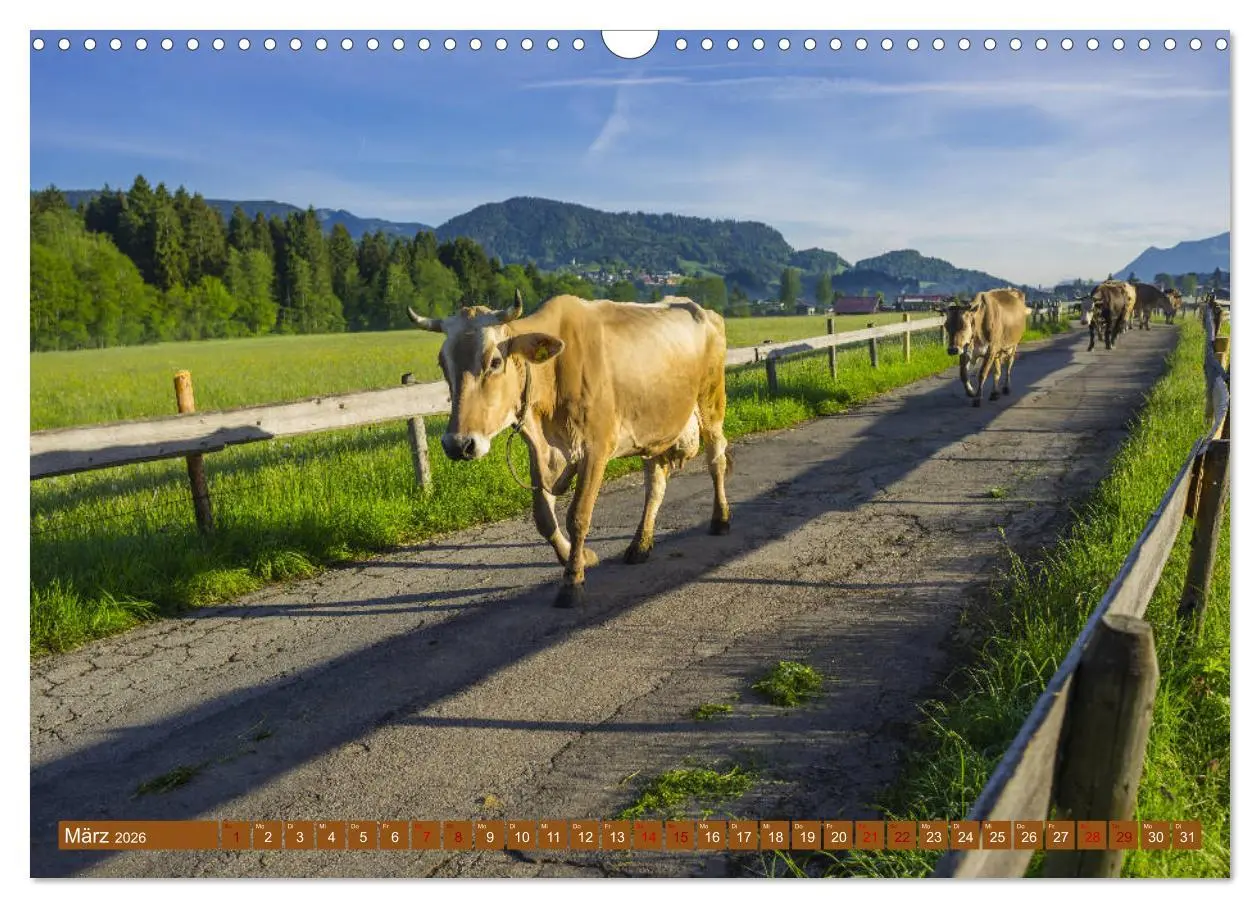 Bild: 9783457845431 | Allgäuer Schönheiten Allgäu - Land der Kühe (Wandkalender 2026 DIN...