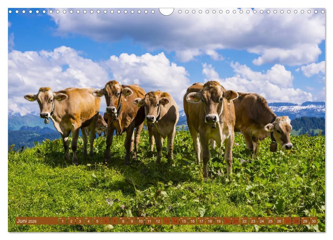 Bild: 9783457845431 | Allgäuer Schönheiten Allgäu - Land der Kühe (Wandkalender 2026 DIN...