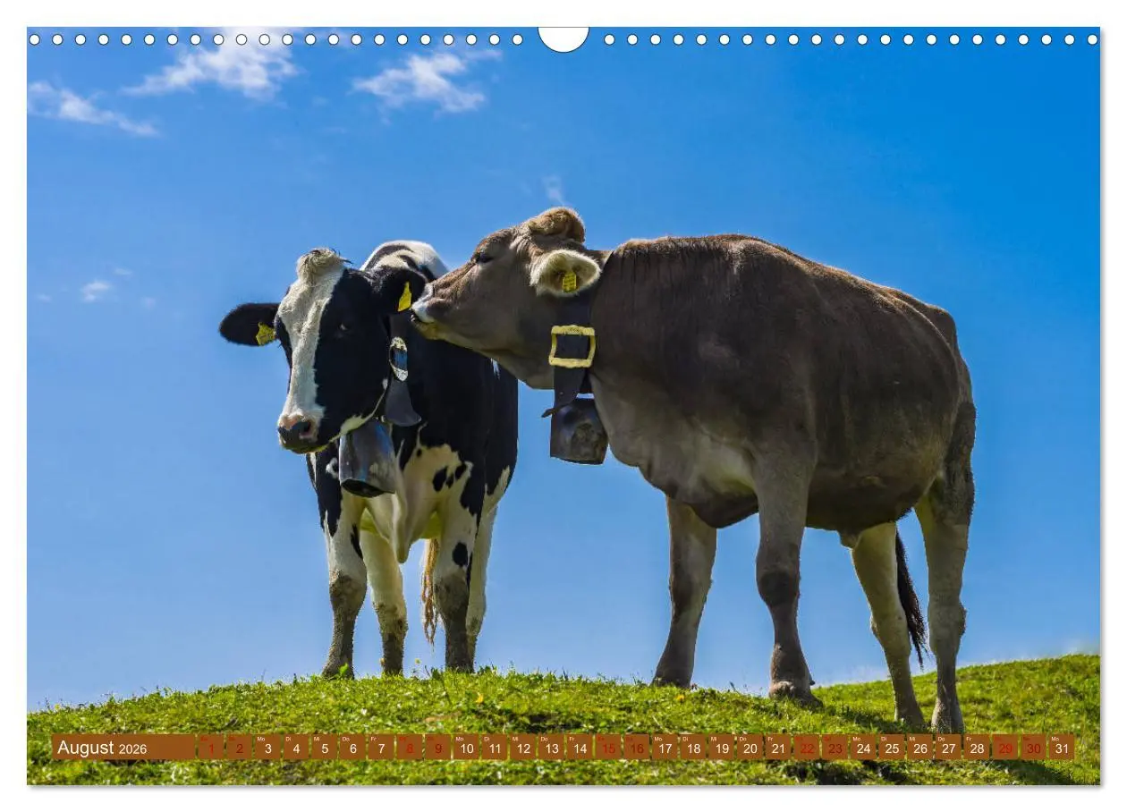 Bild: 9783457845431 | Allgäuer Schönheiten Allgäu - Land der Kühe (Wandkalender 2026 DIN...