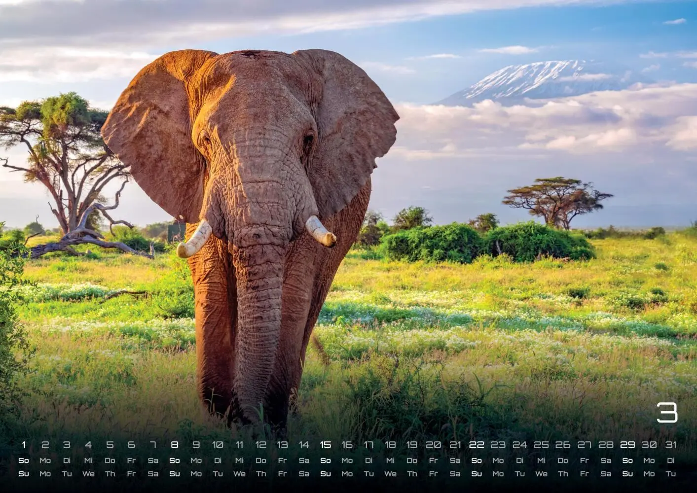 Bild: 9783986735531 | Elefanten - einzigartige Giganten - 2026 - Kalender DIN A3 | Kalender