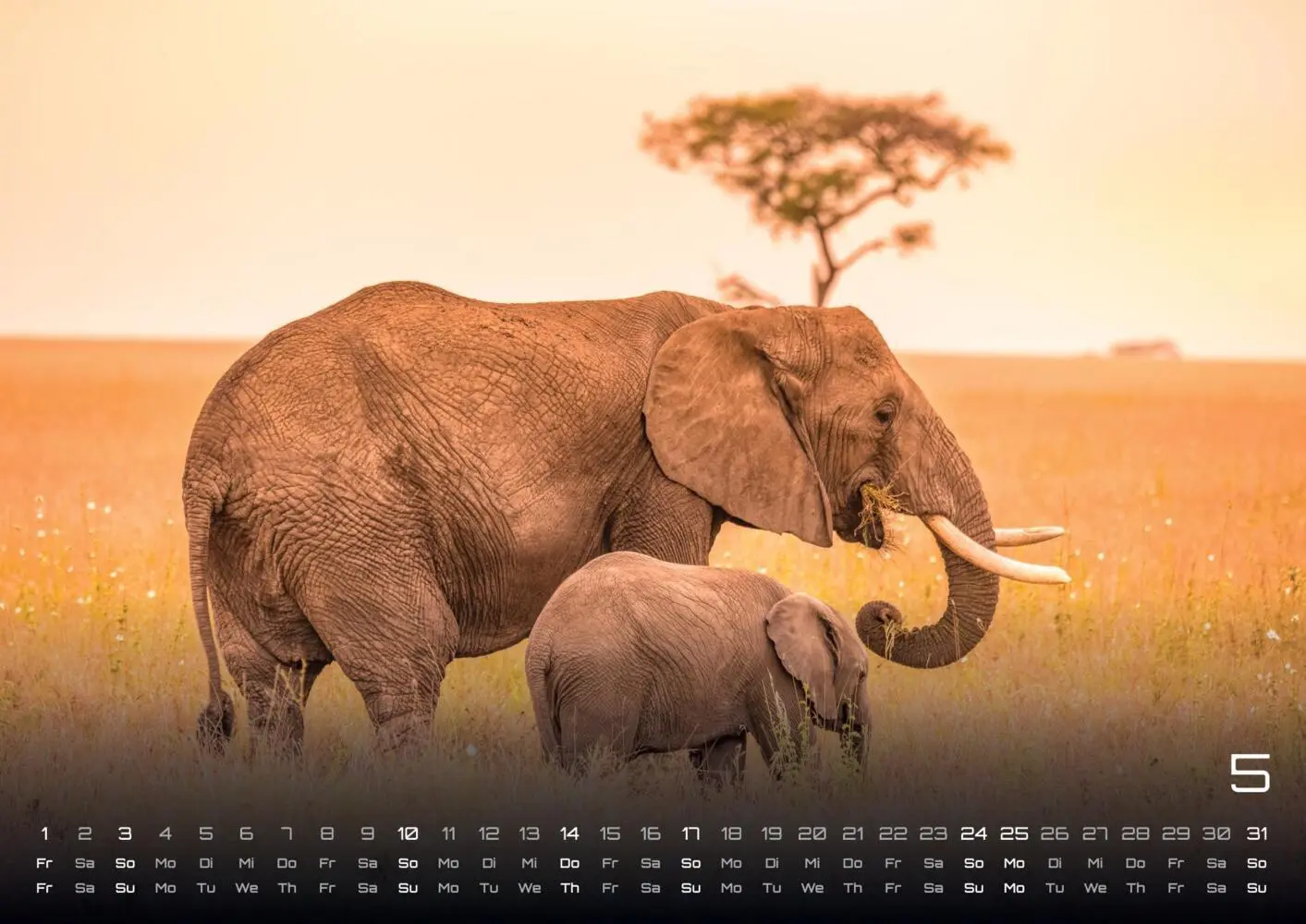 Bild: 9783986735531 | Elefanten - einzigartige Giganten - 2026 - Kalender DIN A3 | Kalender