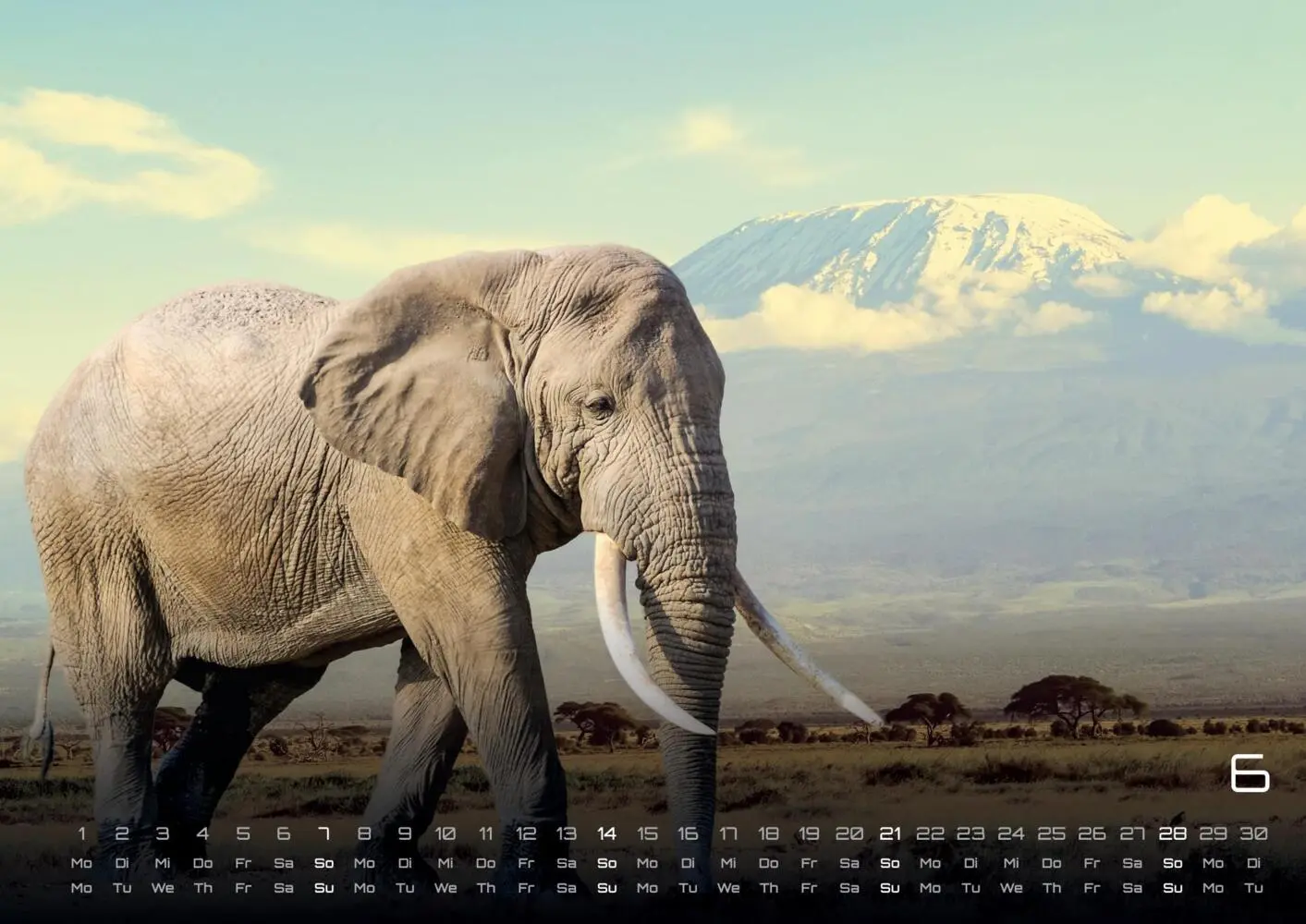 Bild: 9783986735531 | Elefanten - einzigartige Giganten - 2026 - Kalender DIN A3 | Kalender